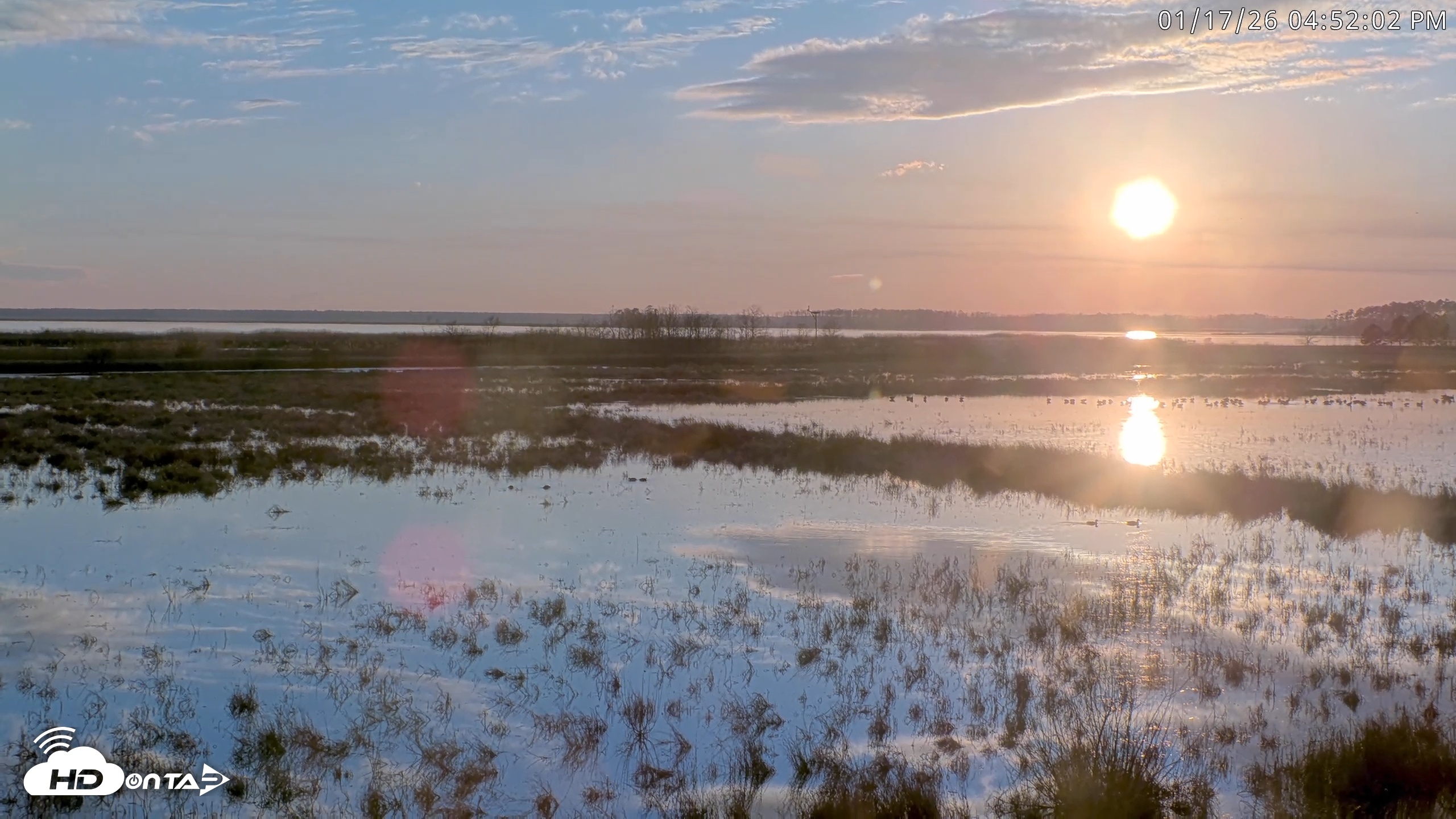Snapshot of Blackwater Wildlife Refuge Waterfowl Live Webcam taken Jan 17, 2026, 4:52pm EST