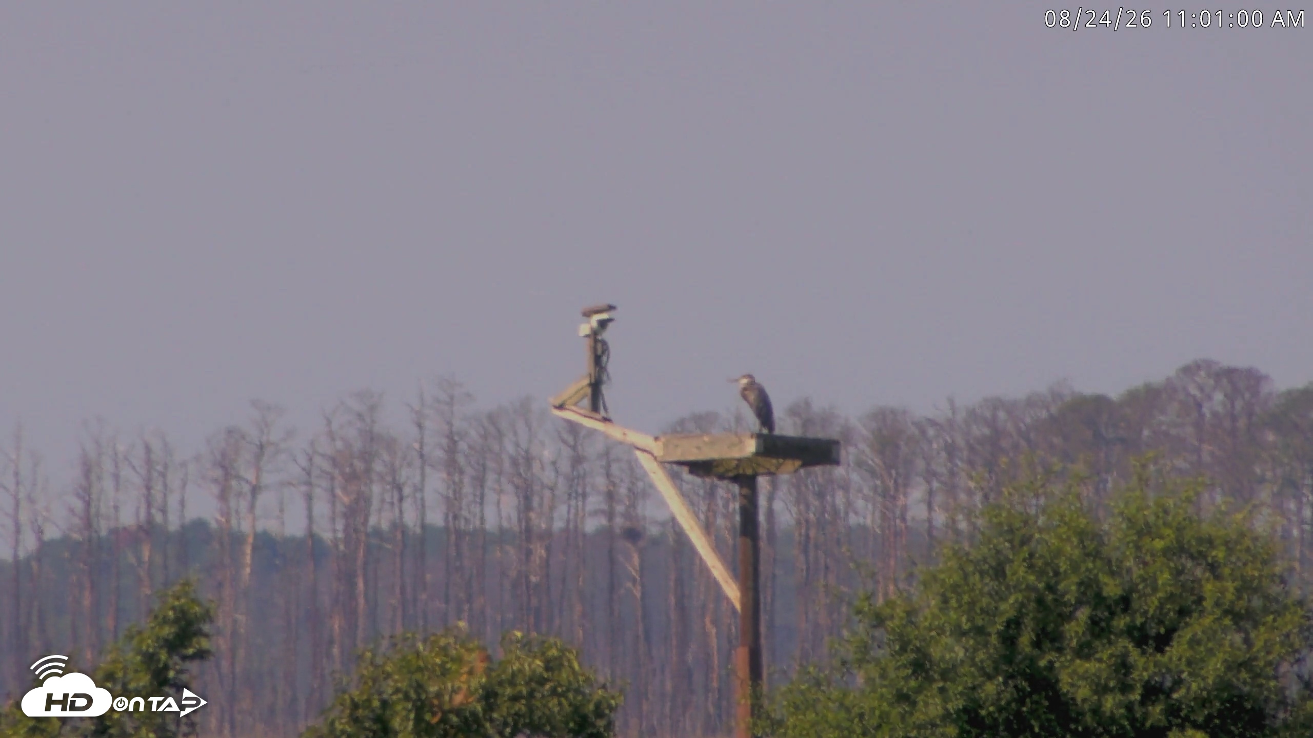 Snapshot of Blackwater Wildlife Refuge Waterfowl Live Webcam taken Aug 24, 2026, 11:01am EDT