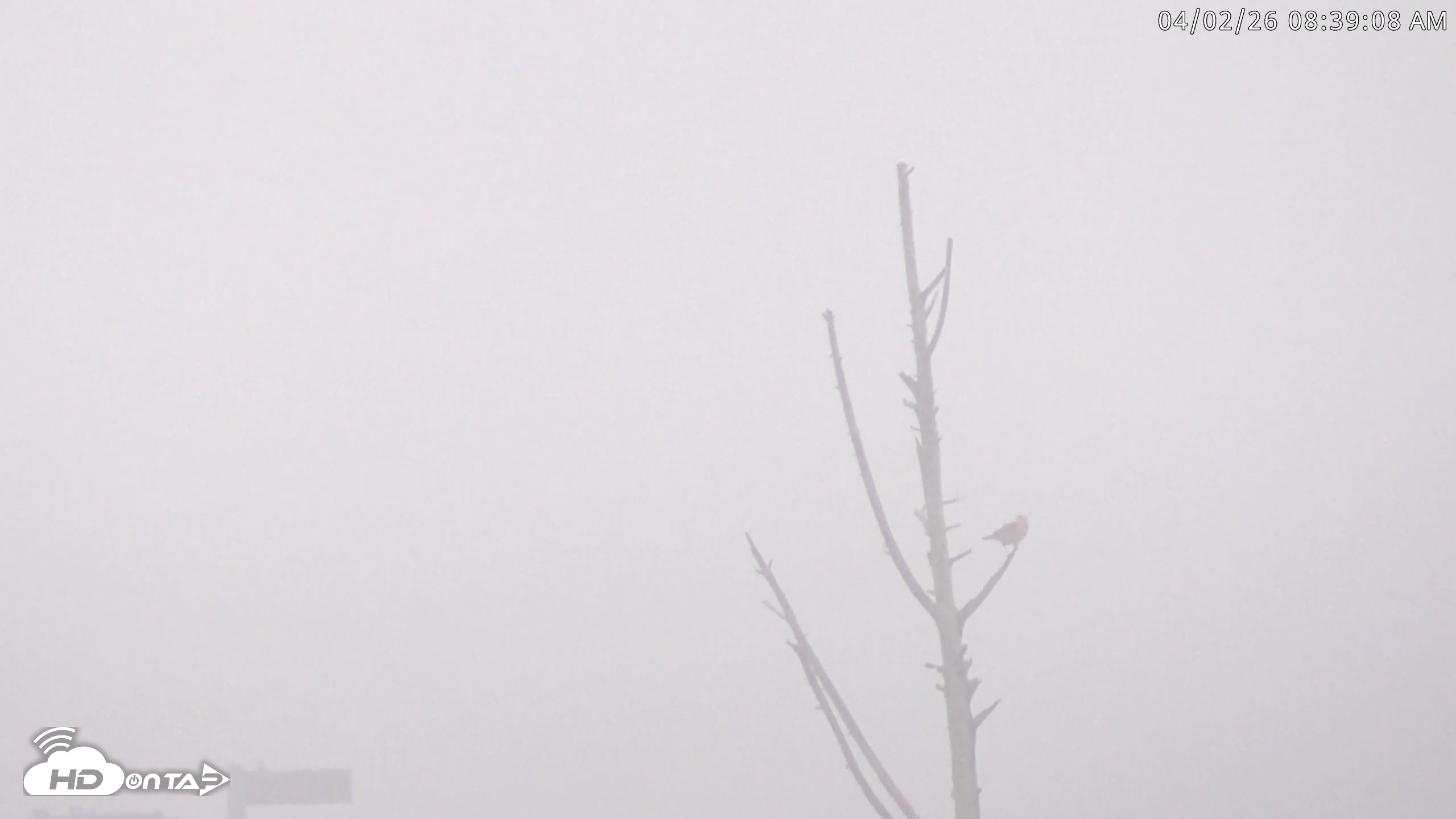 Snapshot of Blackwater Wildlife Refuge Waterfowl Live Webcam taken Apr 2, 2026, 8:39am EDT