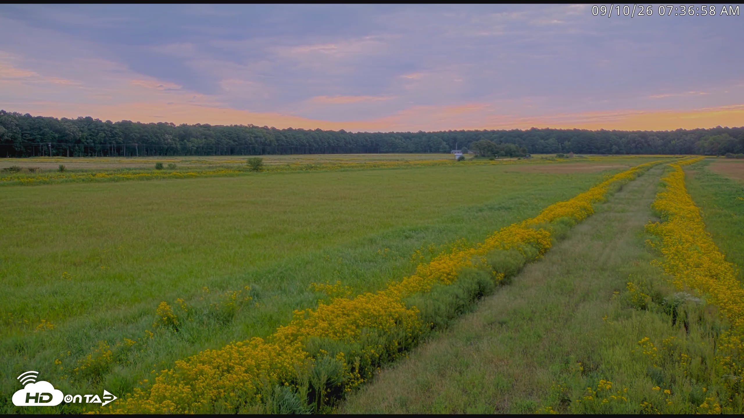 Snapshot of Blackwater Wildlife Refuge Waterfowl Live Webcam taken Sep 10, 2026, 7:37am EDT