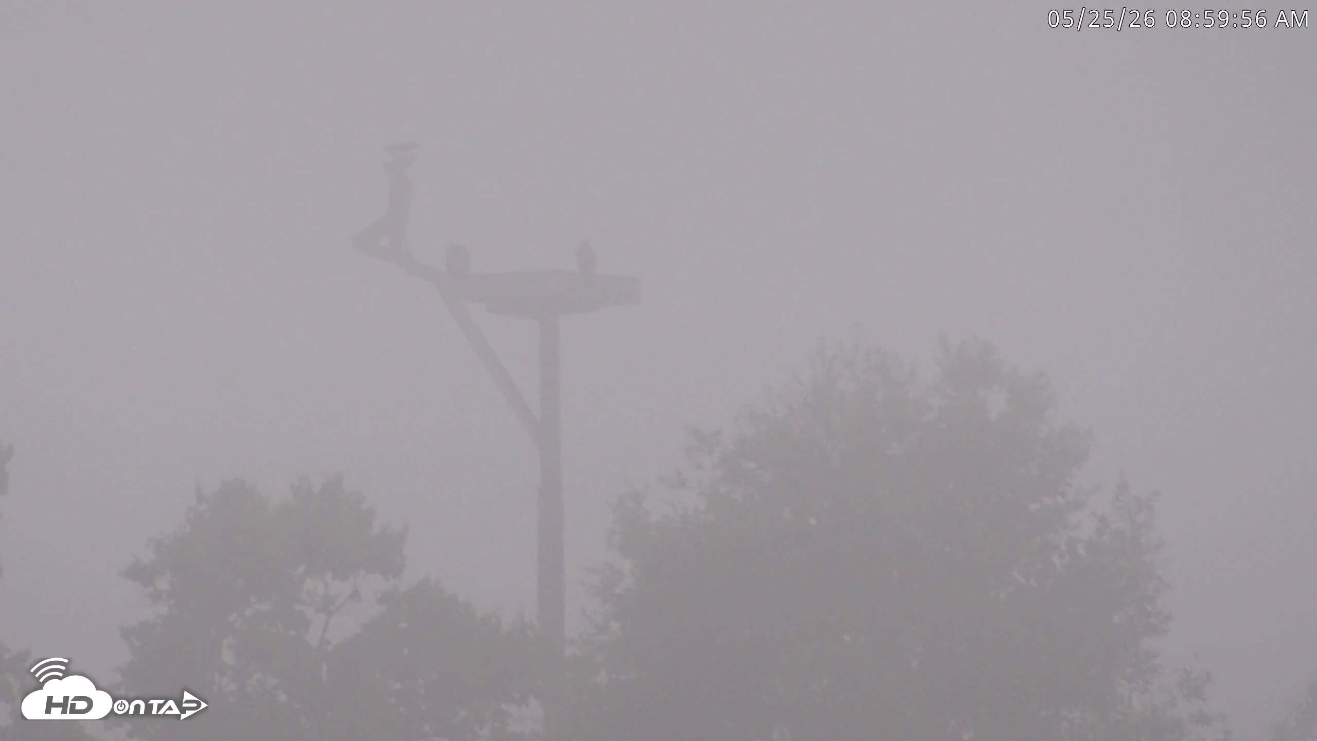 Snapshot of Blackwater Wildlife Refuge Waterfowl Live Webcam taken May 25, 2026, 9:00am EDT