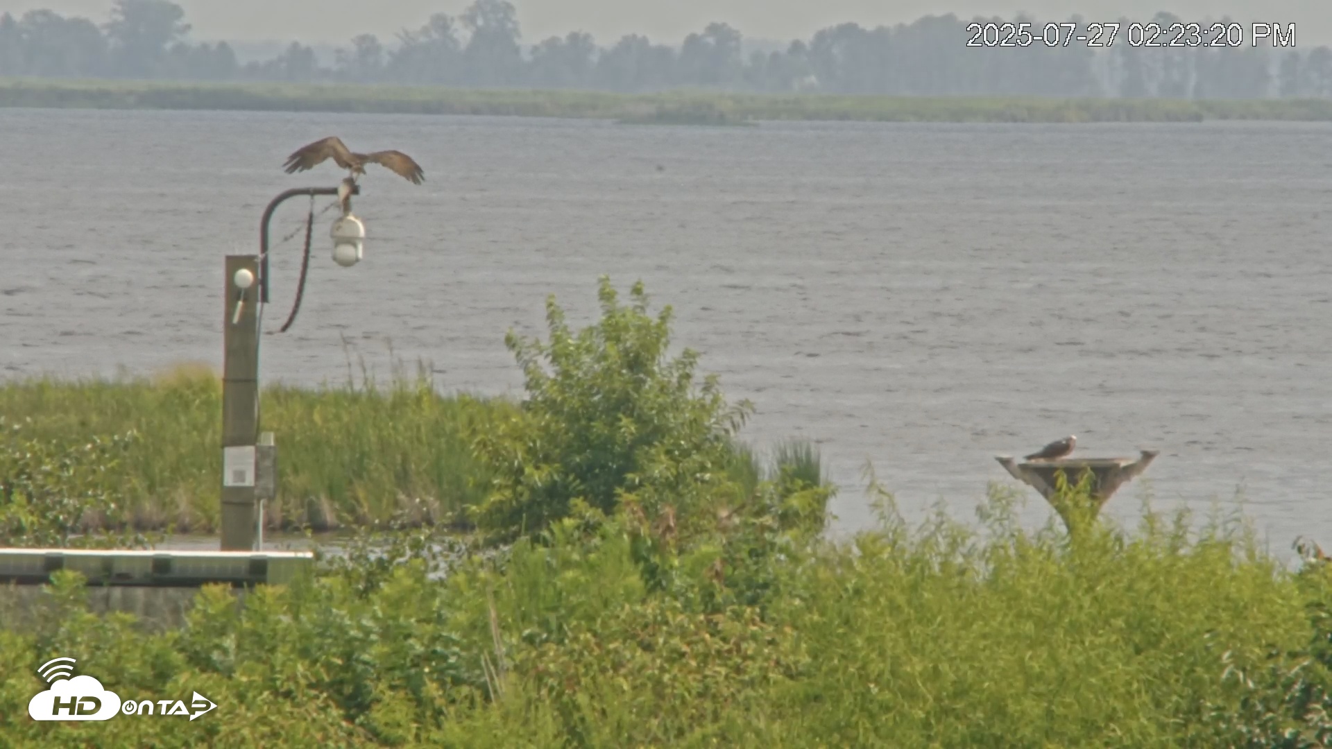 Snapshot of Blackwater Wildlife Refuge Waterfowl Live Webcam taken Jul 27, 2025, 2:25pm EDT
