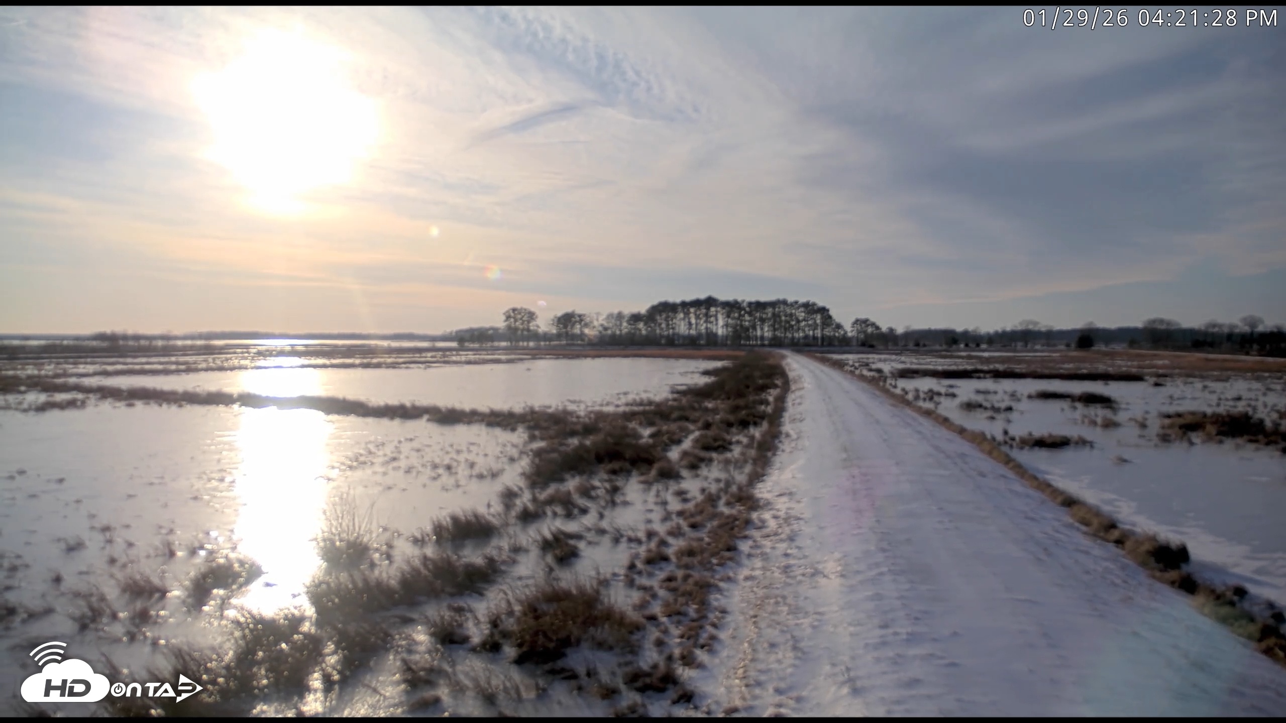 Snapshot of Blackwater Wildlife Refuge Waterfowl Live Webcam taken Jan 29, 2026, 4:22pm EST
