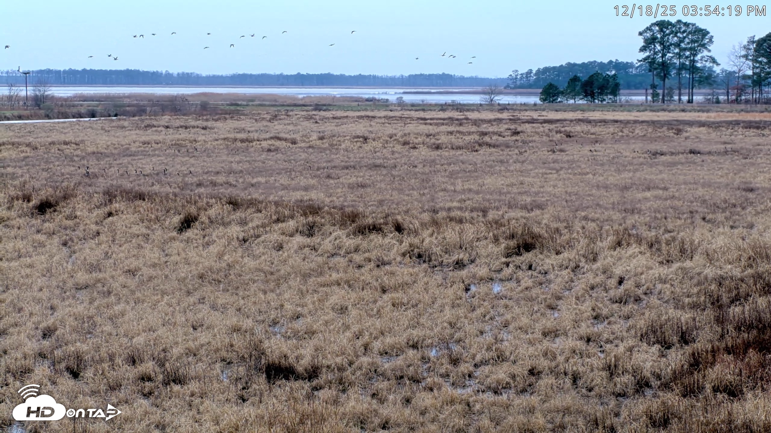Snapshot of Blackwater Wildlife Refuge Waterfowl Live Webcam taken Dec 18, 2025, 3:51pm EST