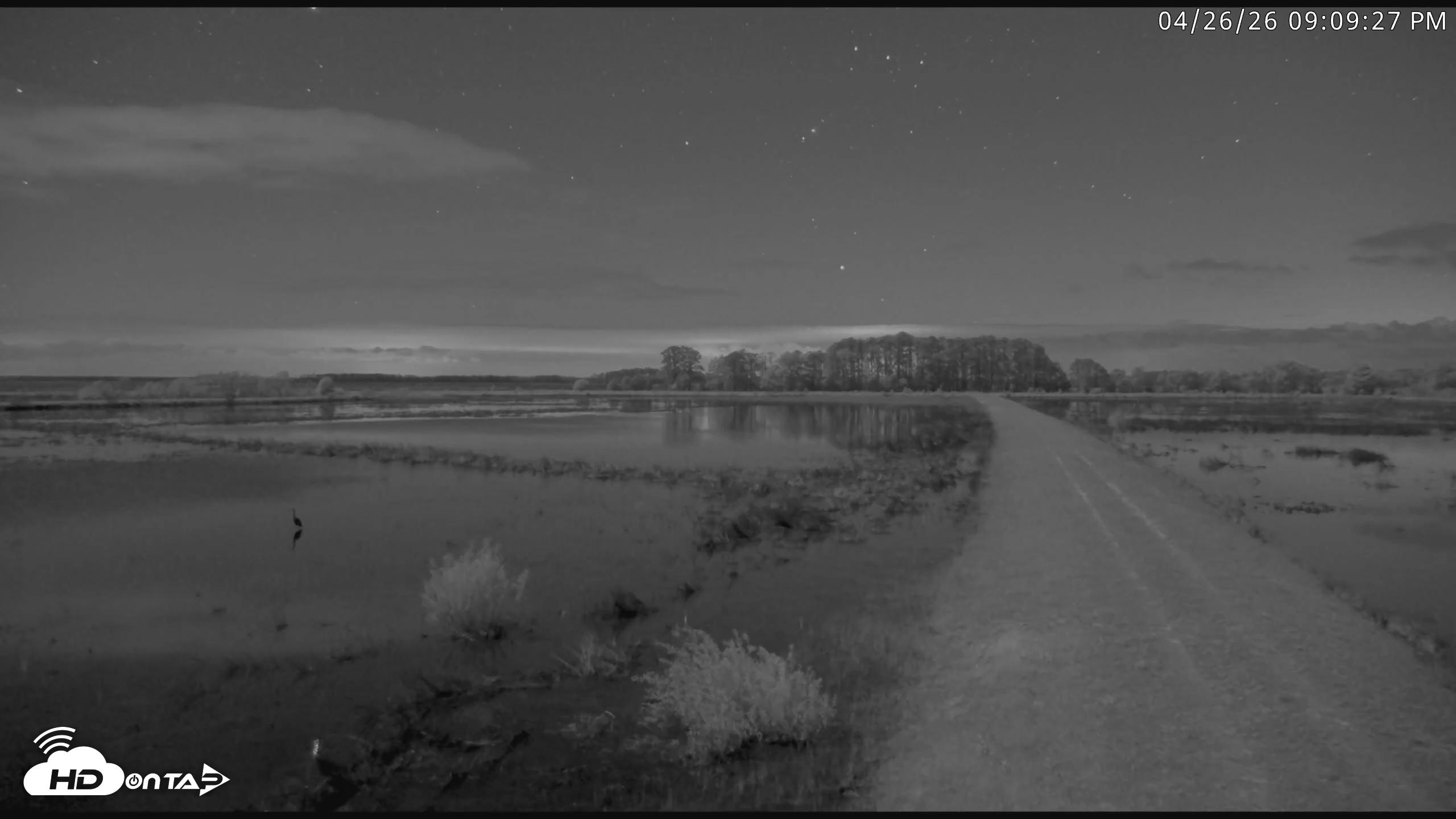 Snapshot of Blackwater Wildlife Refuge Waterfowl Live Webcam taken Apr 26, 2026, 9:10pm EDT