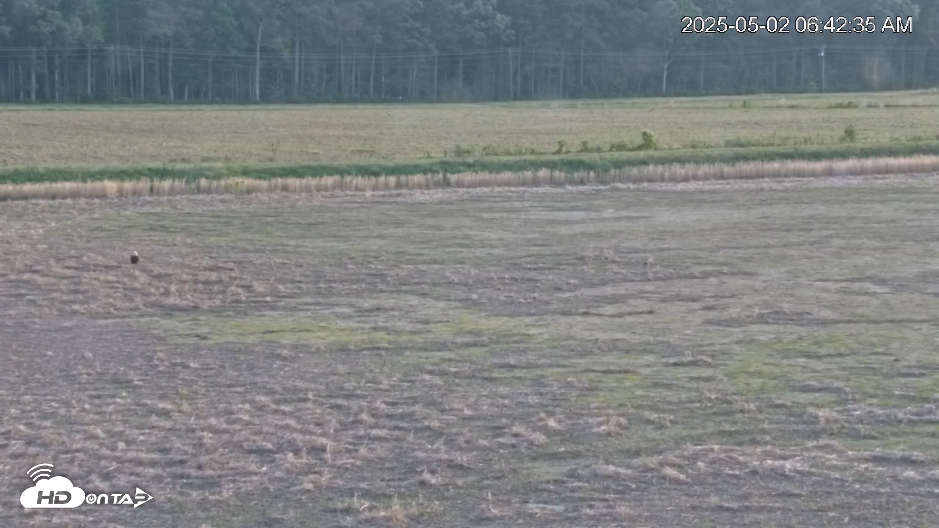 Snapshot of Blackwater Wildlife Refuge Waterfowl Live Webcam taken May 2, 2025, 6:43am EDT