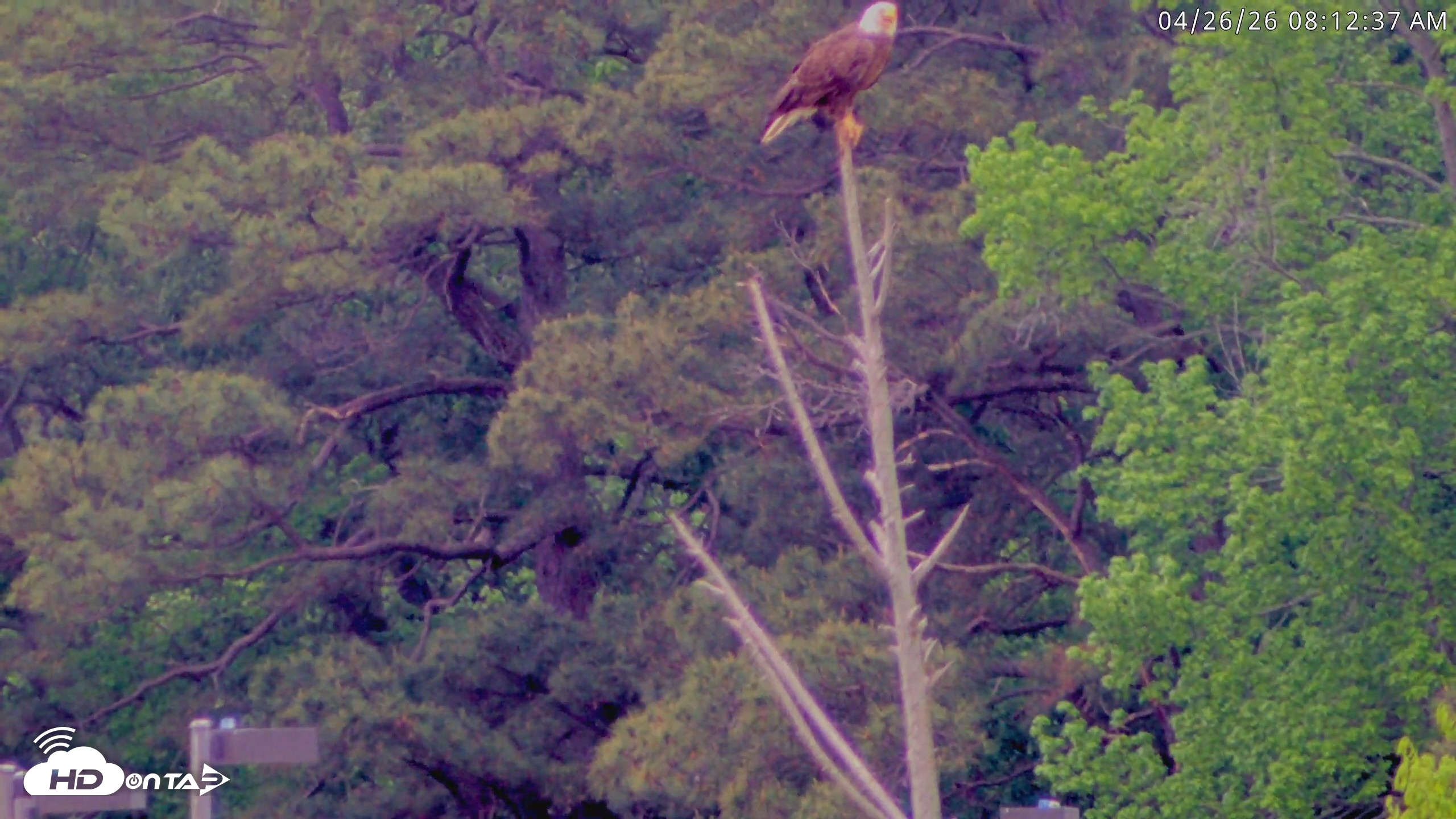 Snapshot of Blackwater Wildlife Refuge Waterfowl Live Webcam taken Apr 26, 2026, 8:13am EDT