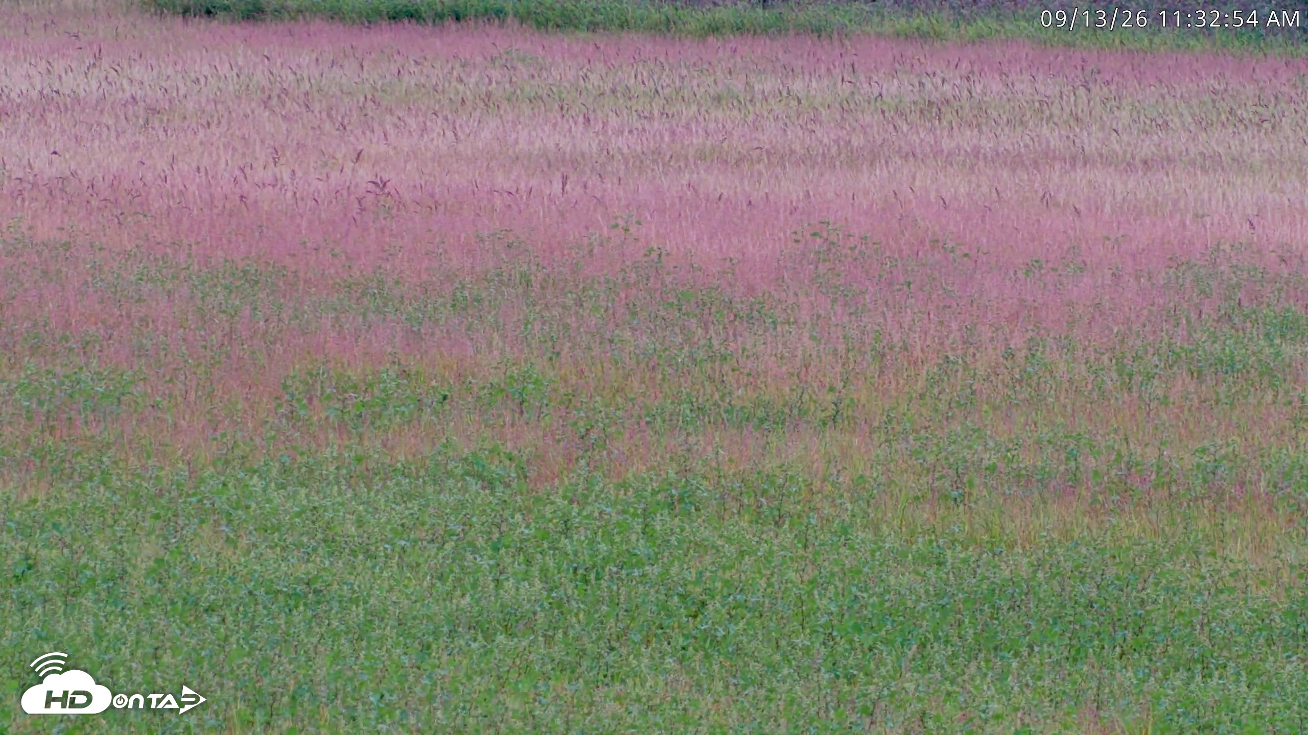 Snapshot of Blackwater Wildlife Refuge Waterfowl Live Webcam taken Sep 13, 2026, 11:34am EDT
