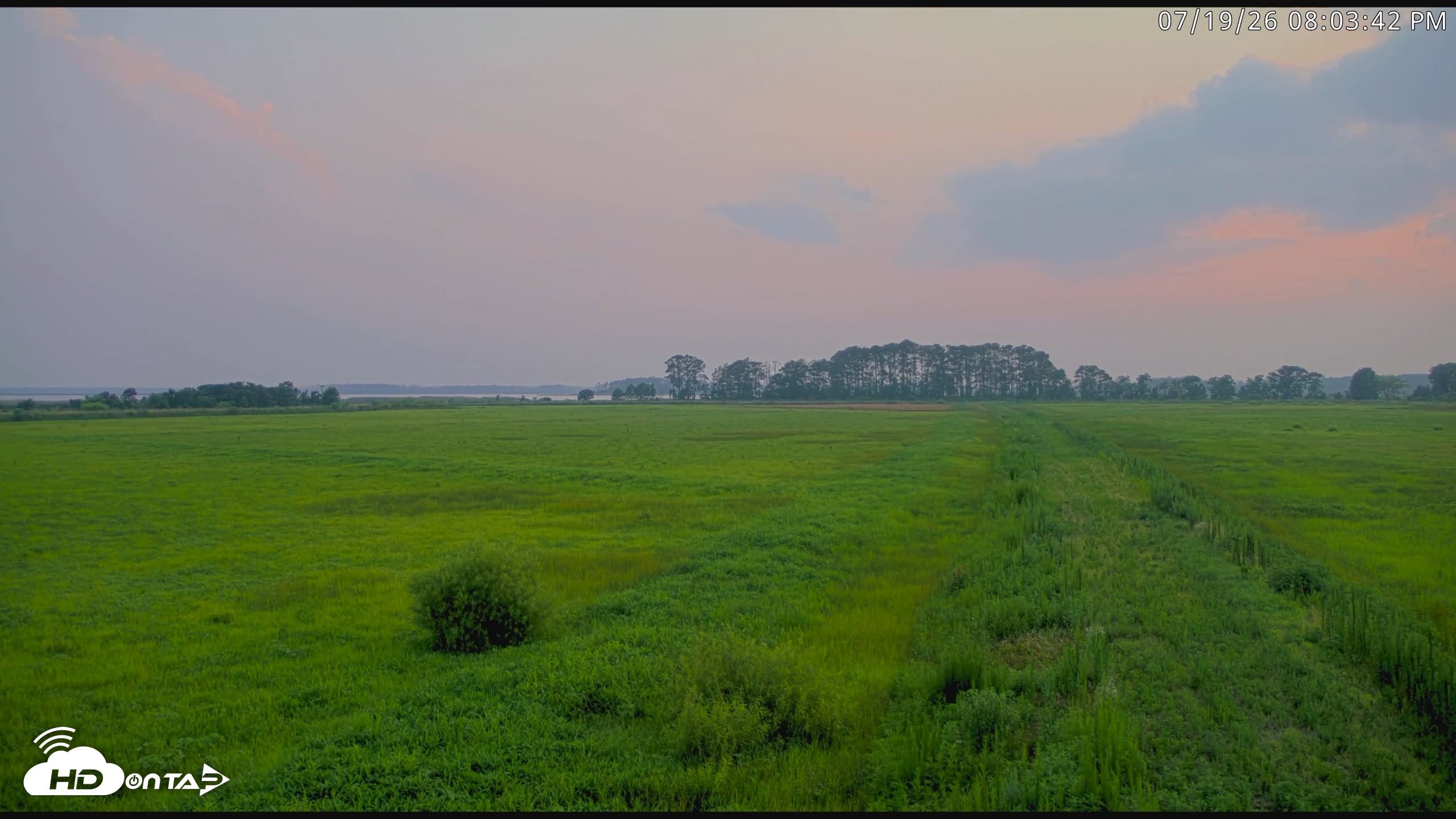 Snapshot of Blackwater Wildlife Refuge Waterfowl Live Webcam taken Jul 19, 2026, 8:04pm EDT