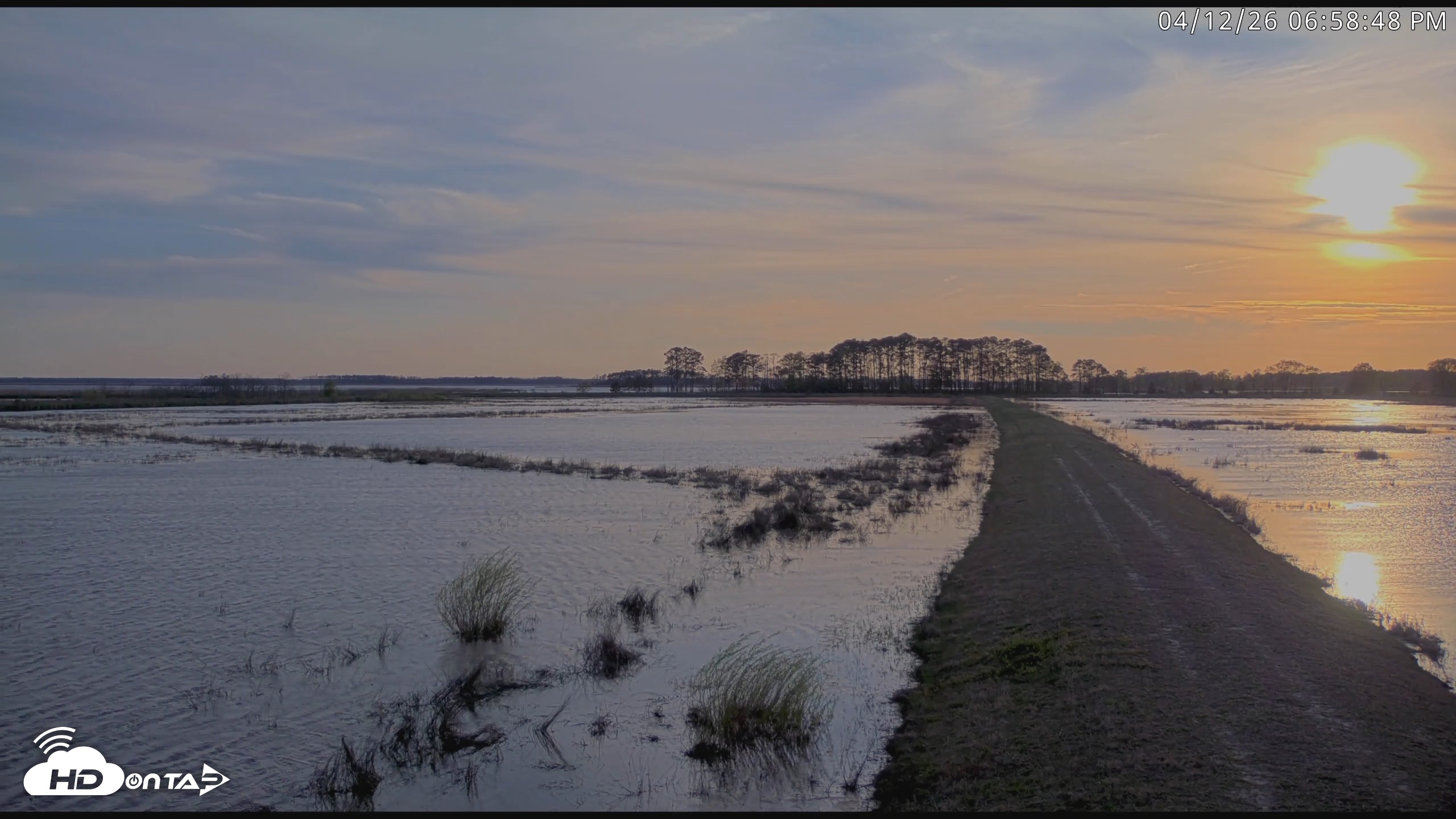 Snapshot of Blackwater Wildlife Refuge Waterfowl Live Webcam taken Apr 12, 2026, 6:59pm EDT