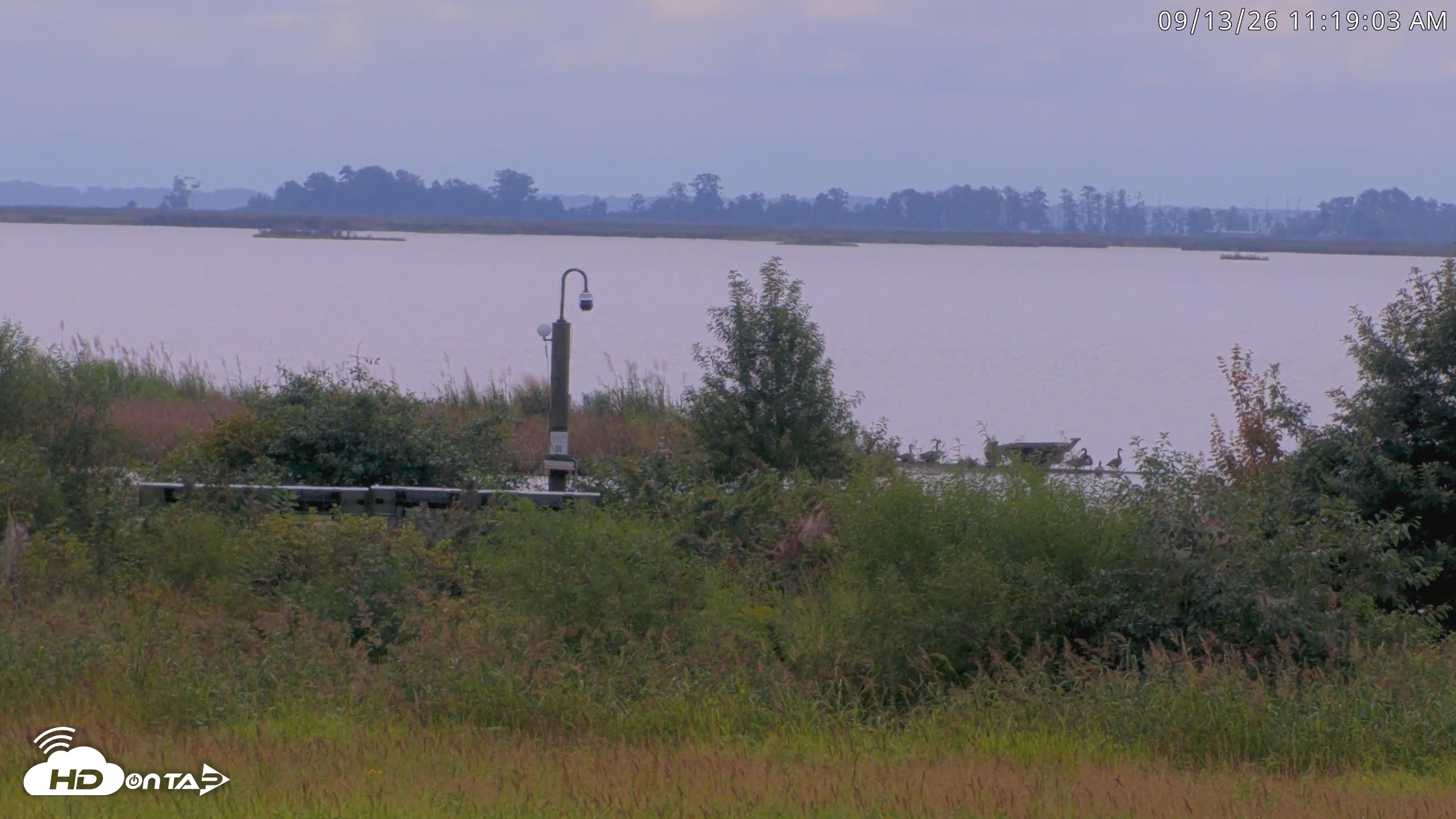Snapshot of Blackwater Wildlife Refuge Waterfowl Live Webcam taken Sep 13, 2026, 11:19am EDT