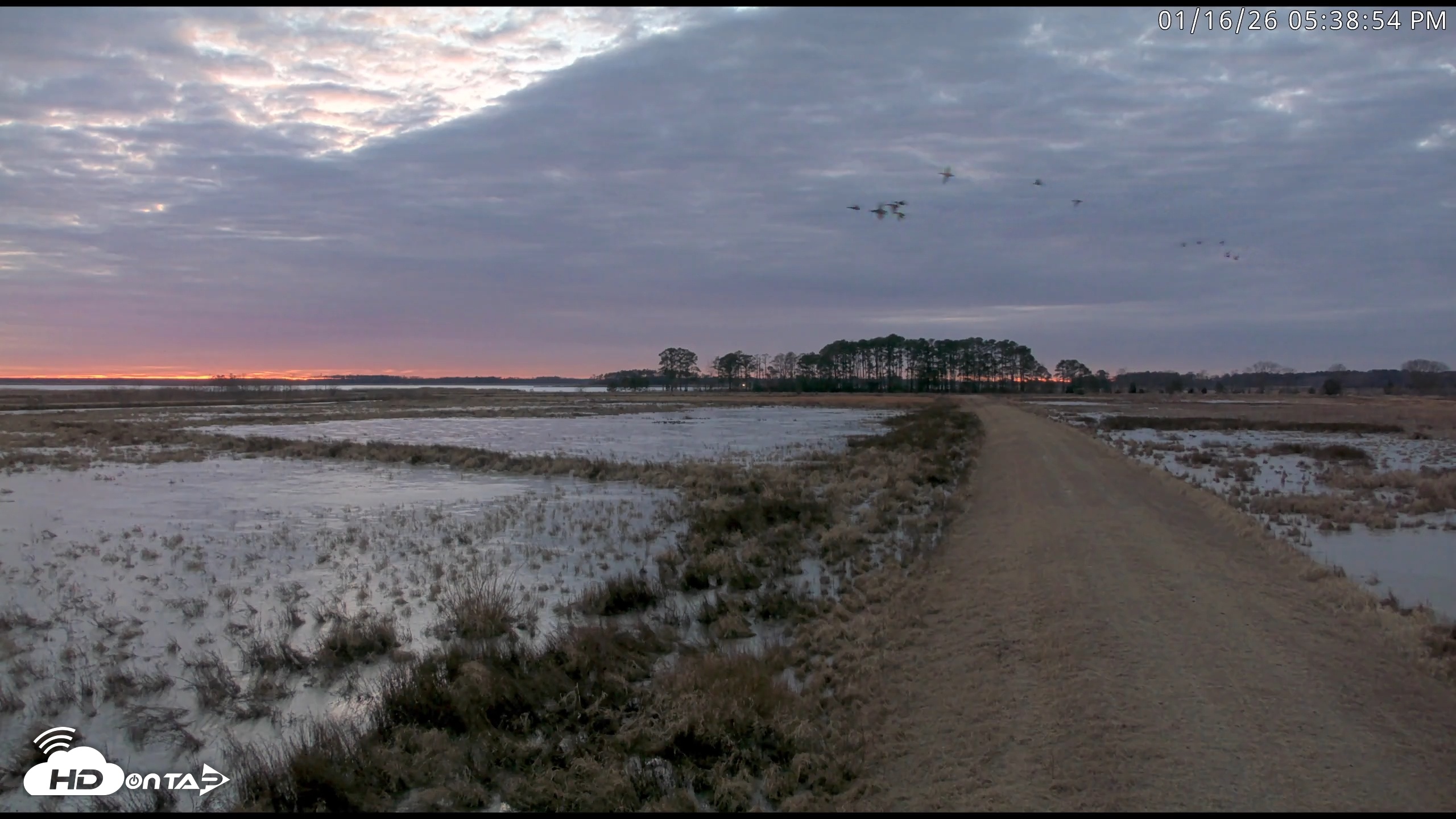 Snapshot of Blackwater Wildlife Refuge Waterfowl Live Webcam taken Jan 16, 2026, 5:39pm EST