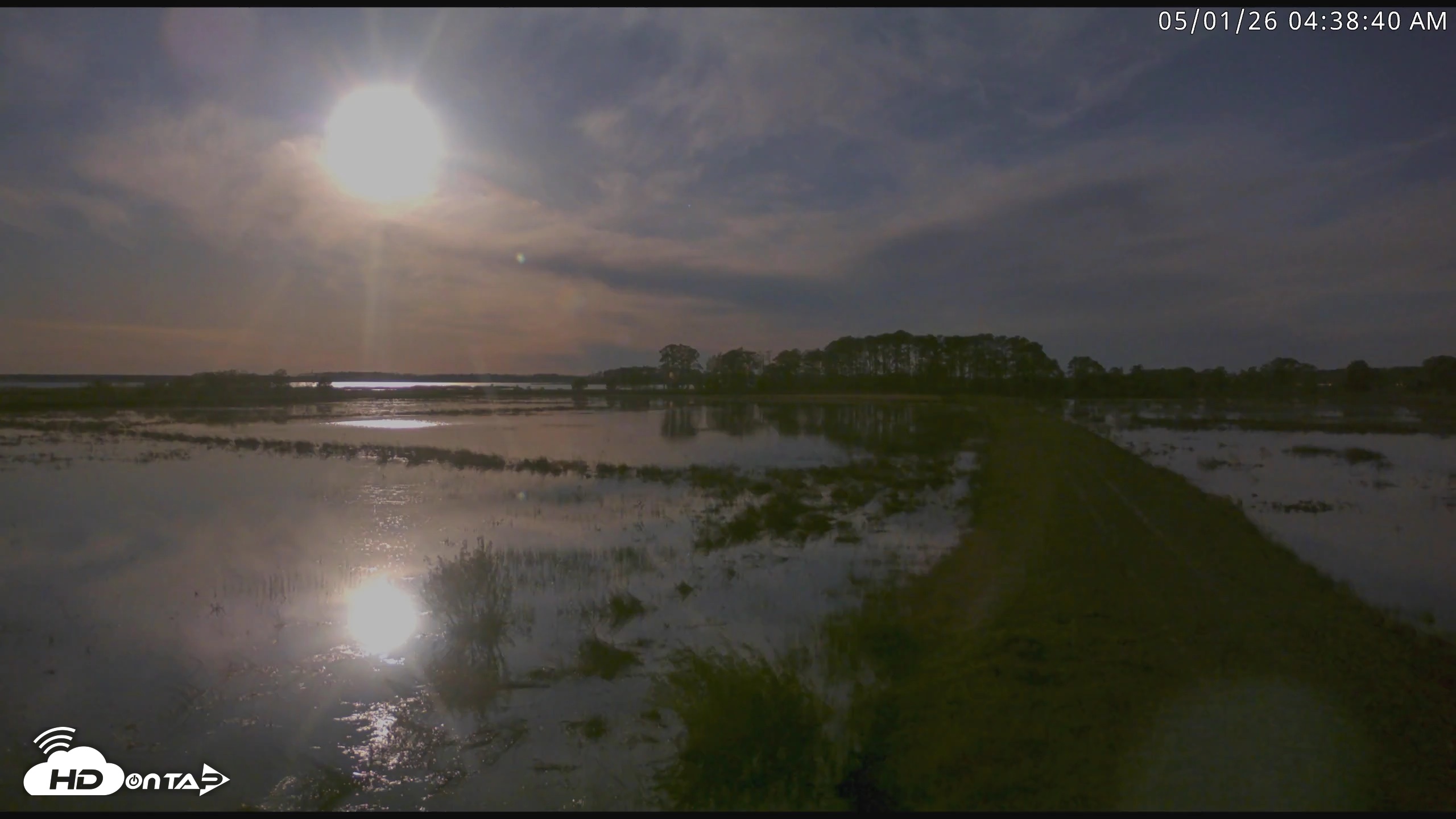 Snapshot of Blackwater Wildlife Refuge Waterfowl Live Webcam taken May 1, 2026, 4:39am EDT