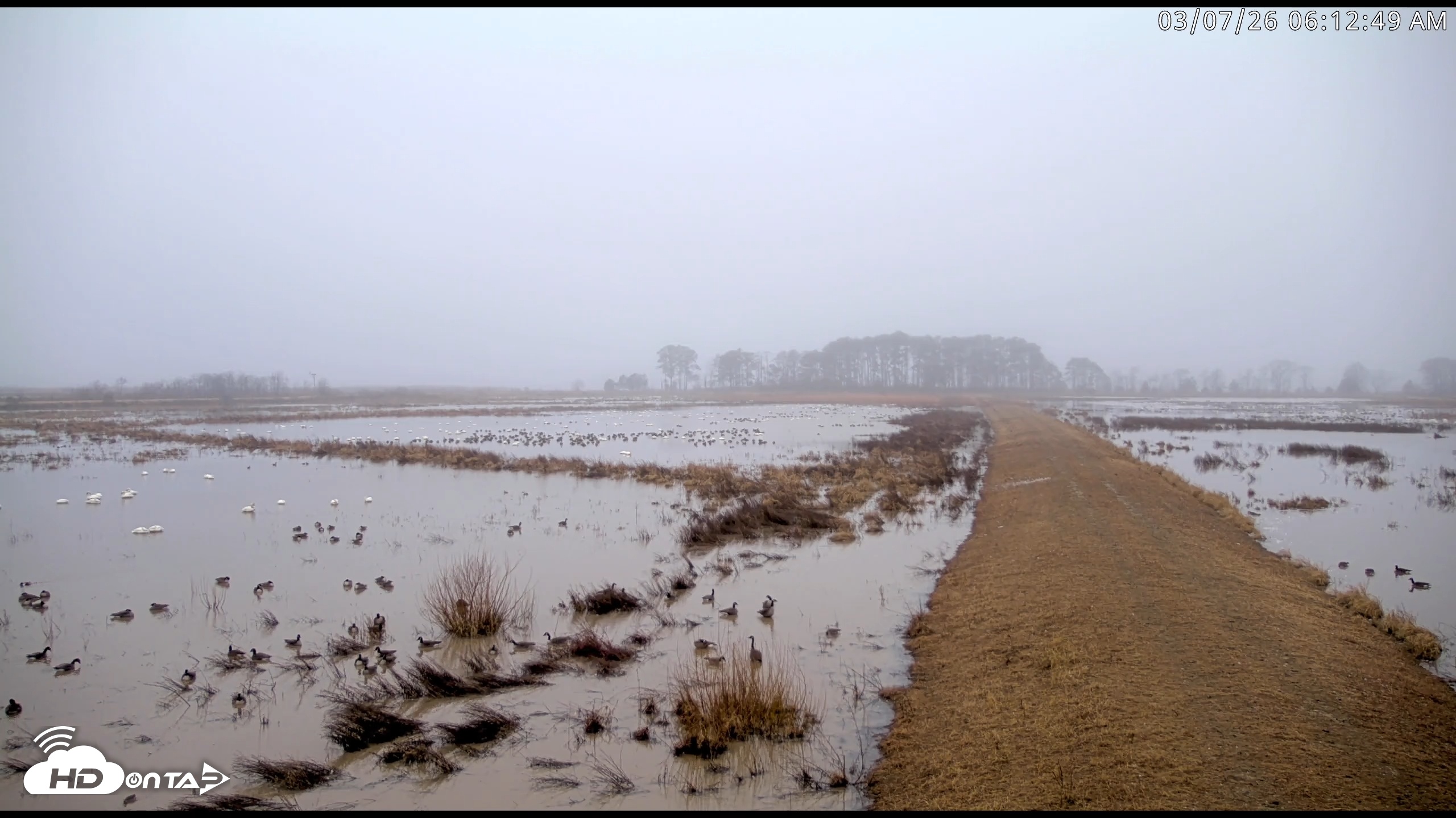 Snapshot of Blackwater Wildlife Refuge Waterfowl Live Webcam taken Mar 7, 2026, 6:13am EST