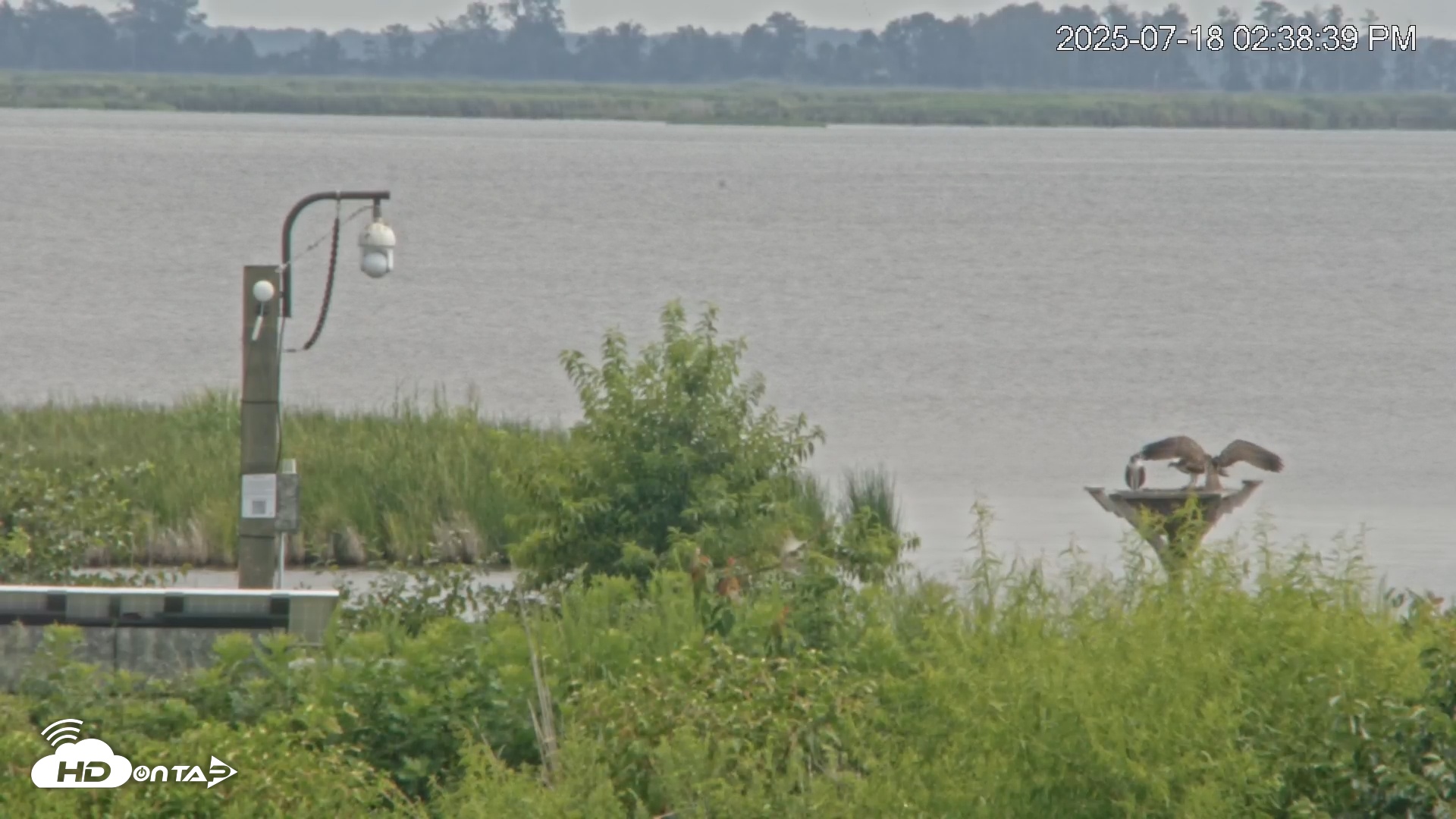 Snapshot of Blackwater Wildlife Refuge Waterfowl Live Webcam taken Jul 18, 2025, 2:40pm EDT