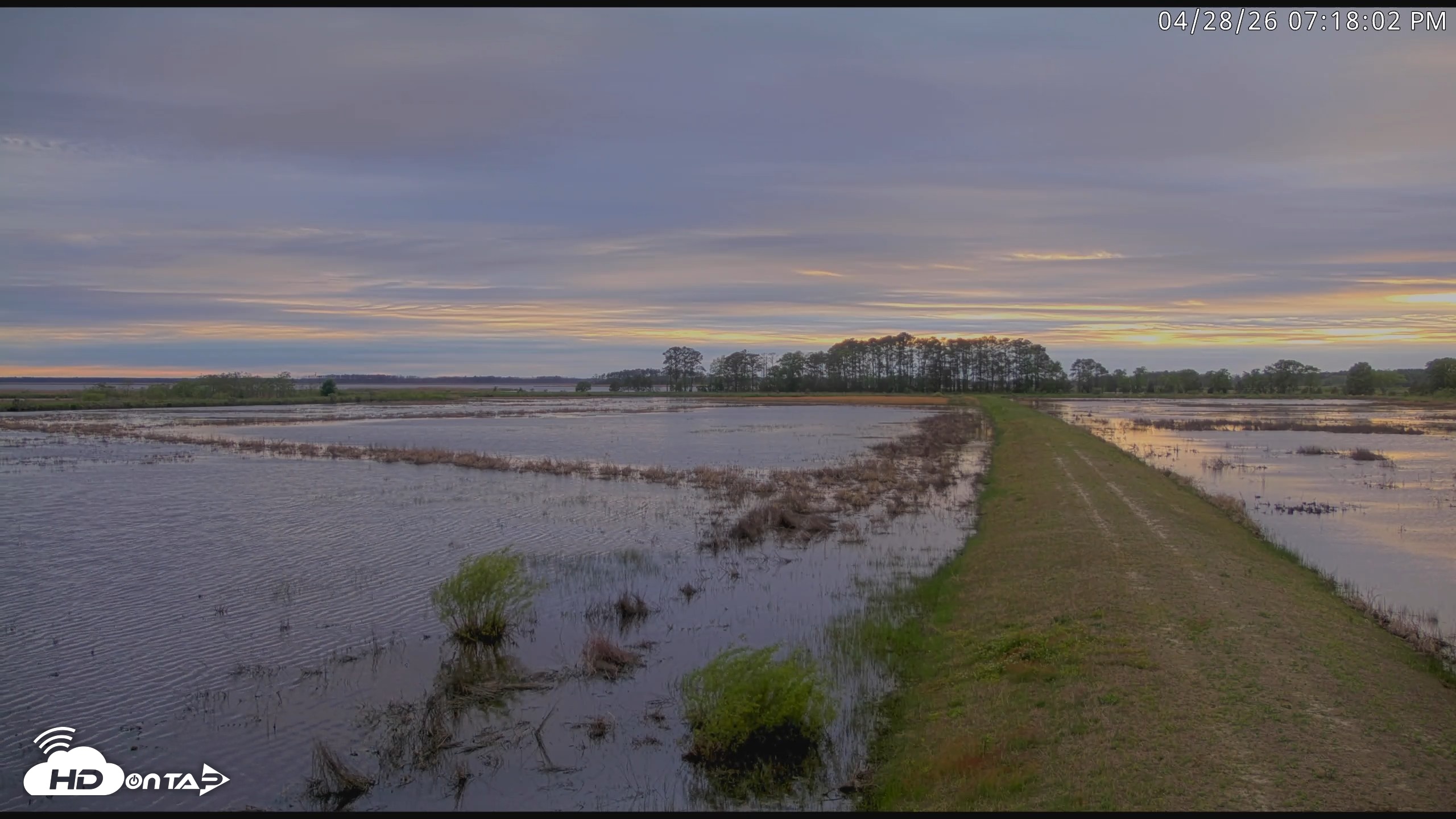 Snapshot of Blackwater Wildlife Refuge Waterfowl Live Webcam taken Apr 28, 2026, 7:18pm EDT