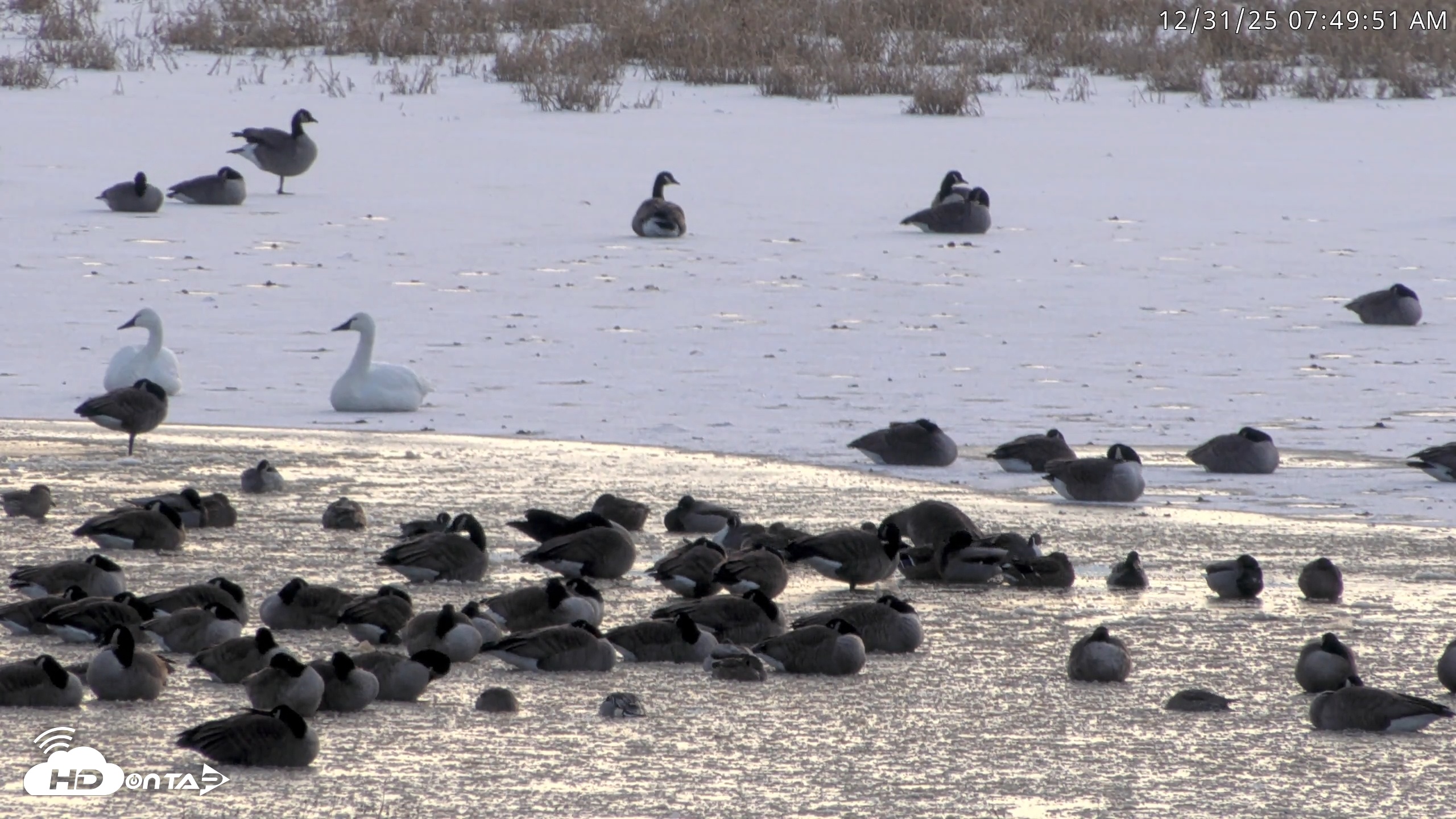 Snapshot of Blackwater Wildlife Refuge Waterfowl Live Webcam taken Dec 31, 2025, 7:46am EST