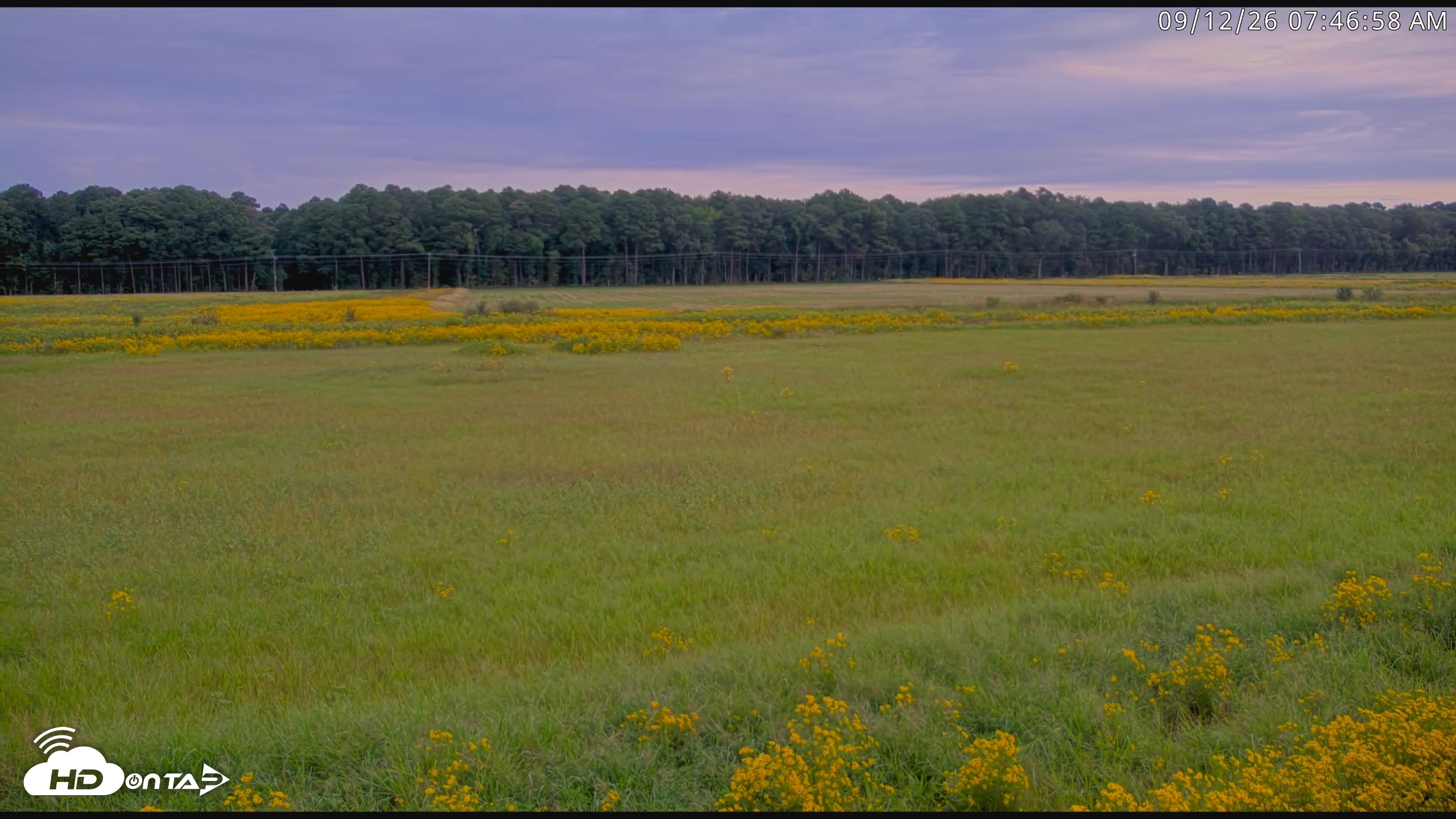 Snapshot of Blackwater Wildlife Refuge Waterfowl Live Webcam taken Sep 12, 2026, 7:47am EDT