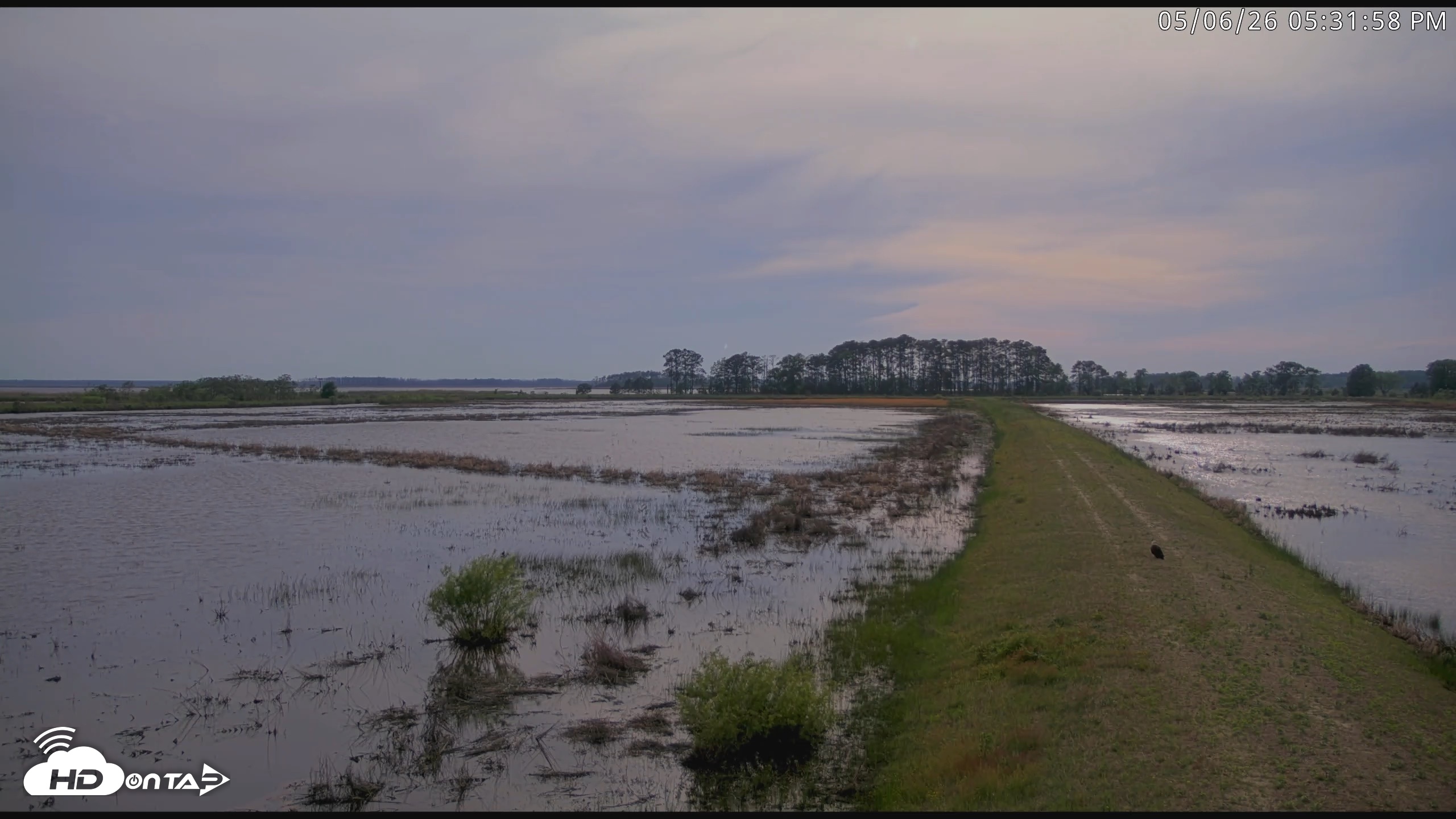 Snapshot of Blackwater Wildlife Refuge Waterfowl Live Webcam taken May 6, 2026, 5:32pm EDT
