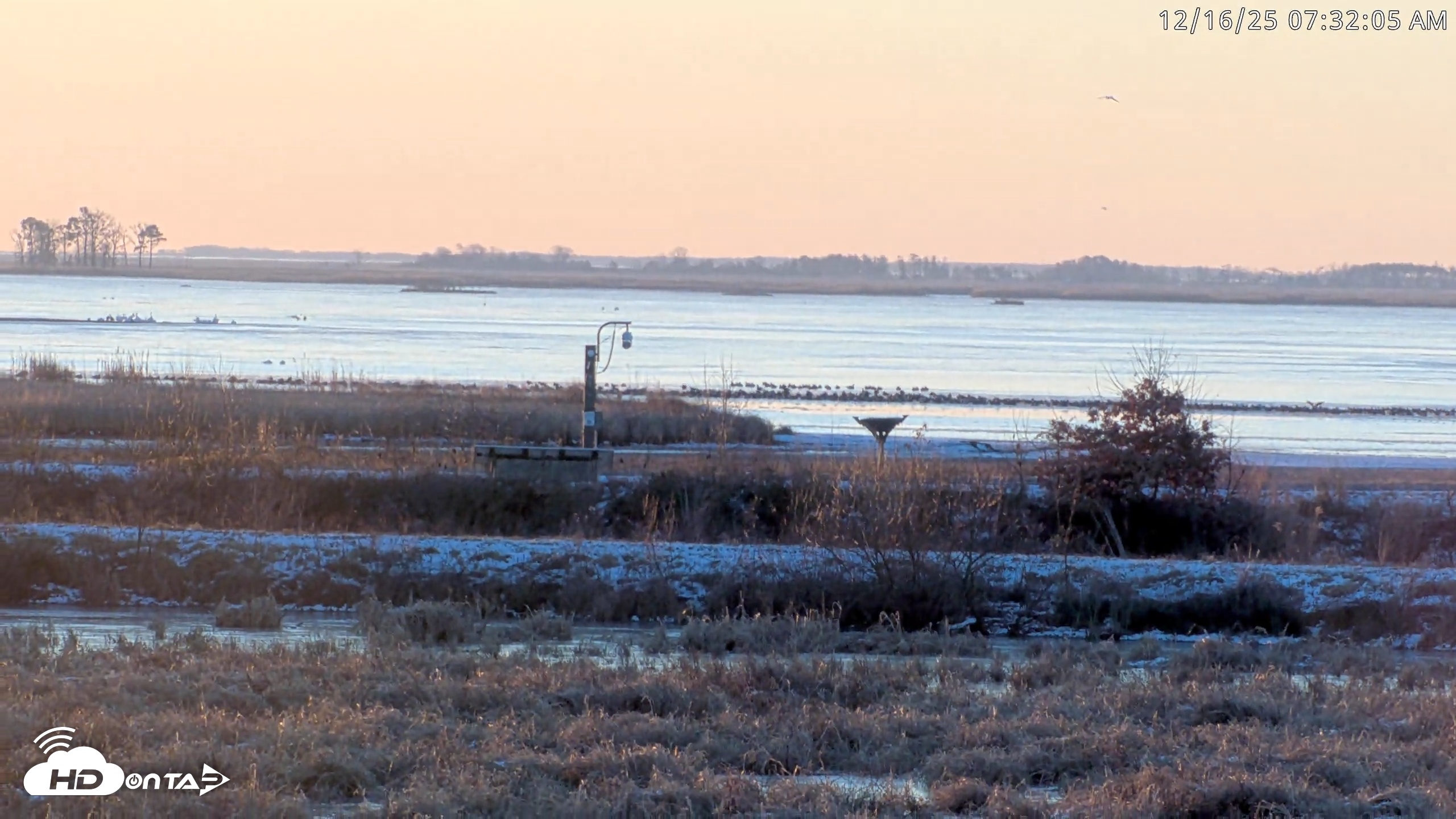 Snapshot of Blackwater Wildlife Refuge Waterfowl Live Webcam taken Dec 16, 2025, 7:30am EST