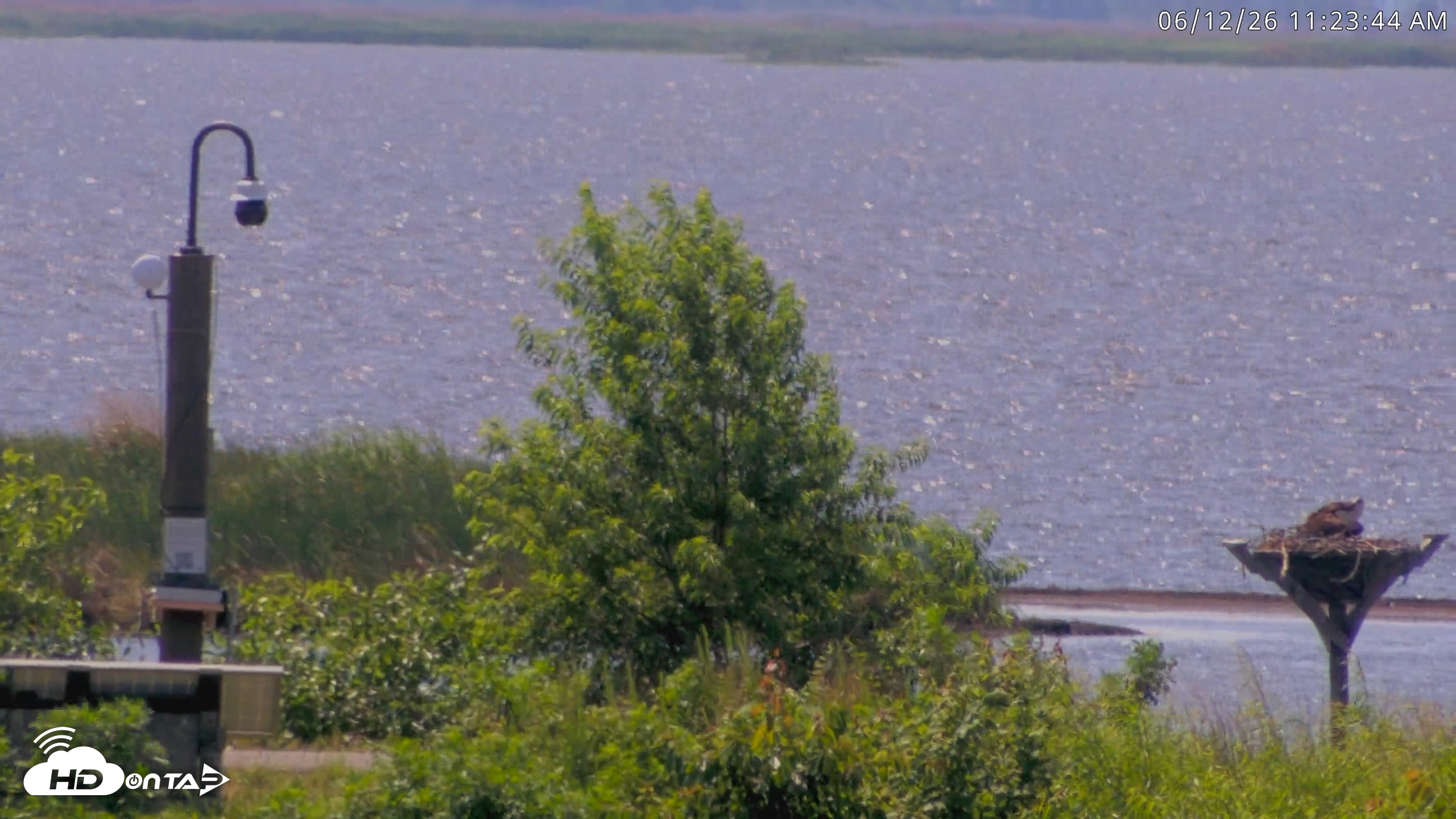 Snapshot of Blackwater Wildlife Refuge Waterfowl Live Webcam taken Jun 12, 2026, 11:24am EDT