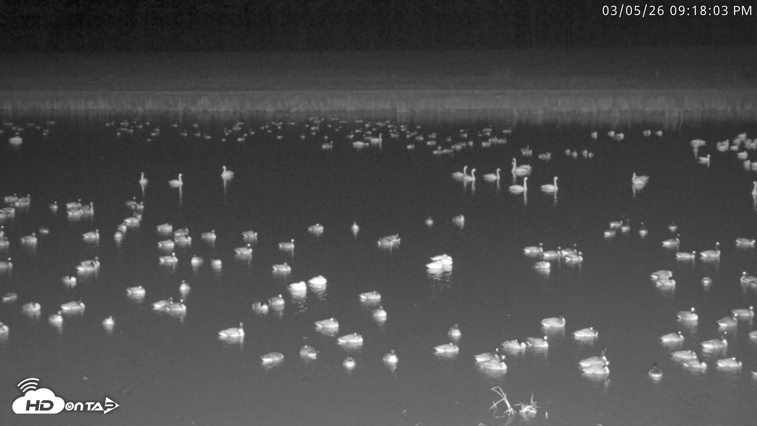 Snapshot of Blackwater Wildlife Refuge Waterfowl Live Webcam taken Mar 5, 2026, 9:18pm EST