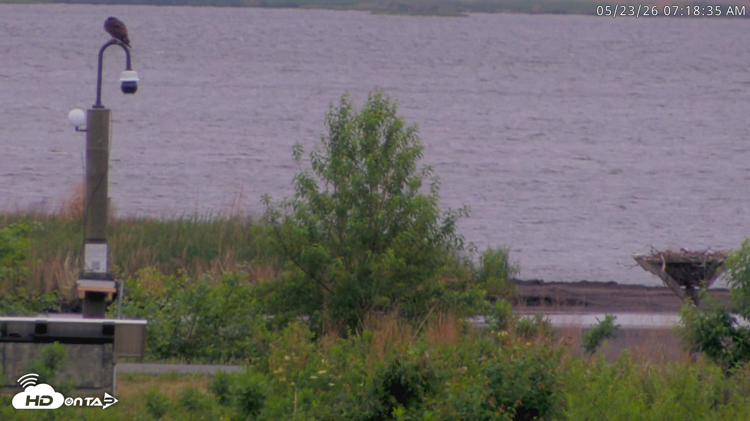 Snapshot of Blackwater Wildlife Refuge Waterfowl Live Webcam taken May 23, 2026, 7:19am EDT