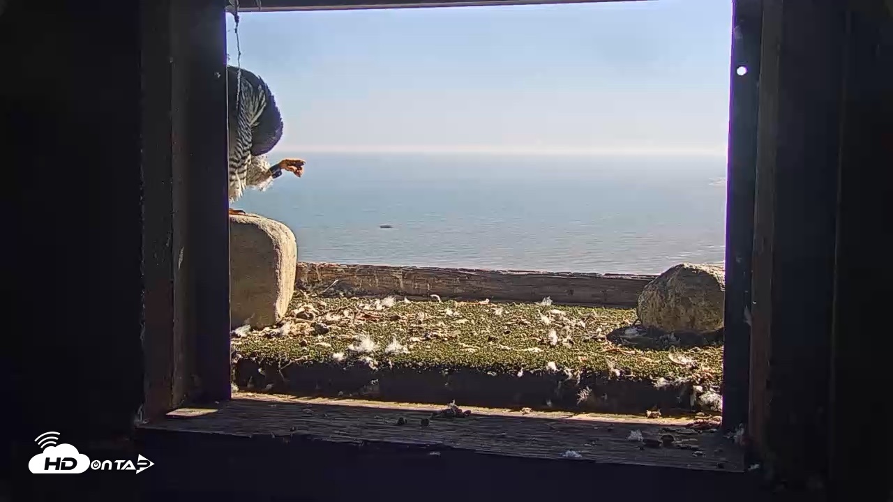 Snapshot of Briess Falcons Live Nest Cam taken Oct 11, 2026, 2:16pm CDT
