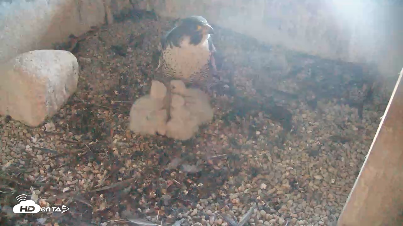 Snapshot of Briess Falcons Live Nest Cam taken May 12, 2026, 7:42pm CDT