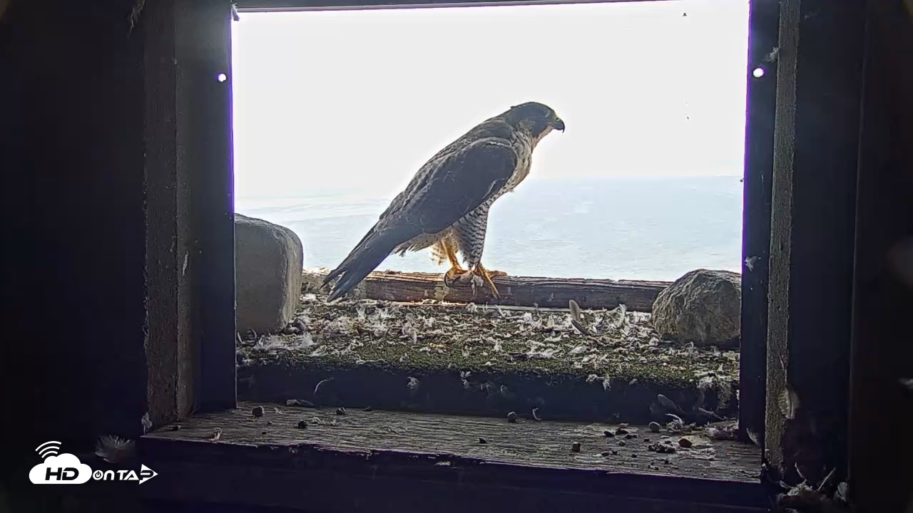 Snapshot of Briess Falcons Live Nest Cam taken Jul 31, 2026, 8:49am CDT