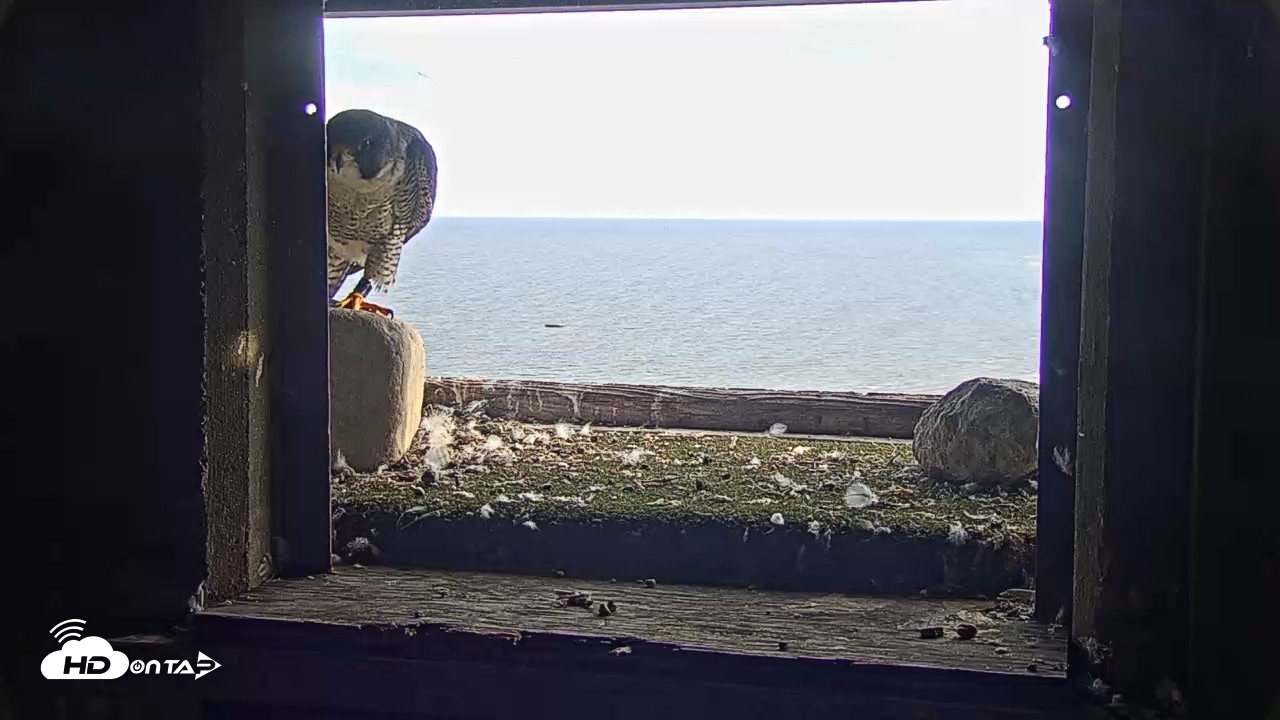 Snapshot of Briess Falcons Live Nest Cam taken Sep 29, 2026, 5:11pm CDT