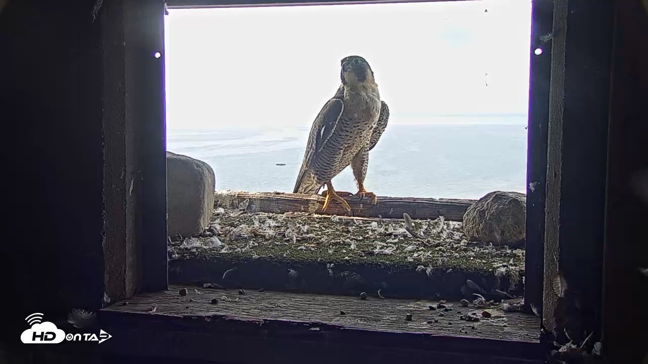 Snapshot of Briess Falcons Live Nest Cam taken Jul 31, 2026, 8:50am CDT