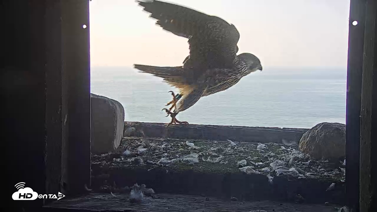 Snapshot of Briess Falcon Cam taken Jul 14, 2025, 6:43am CDT