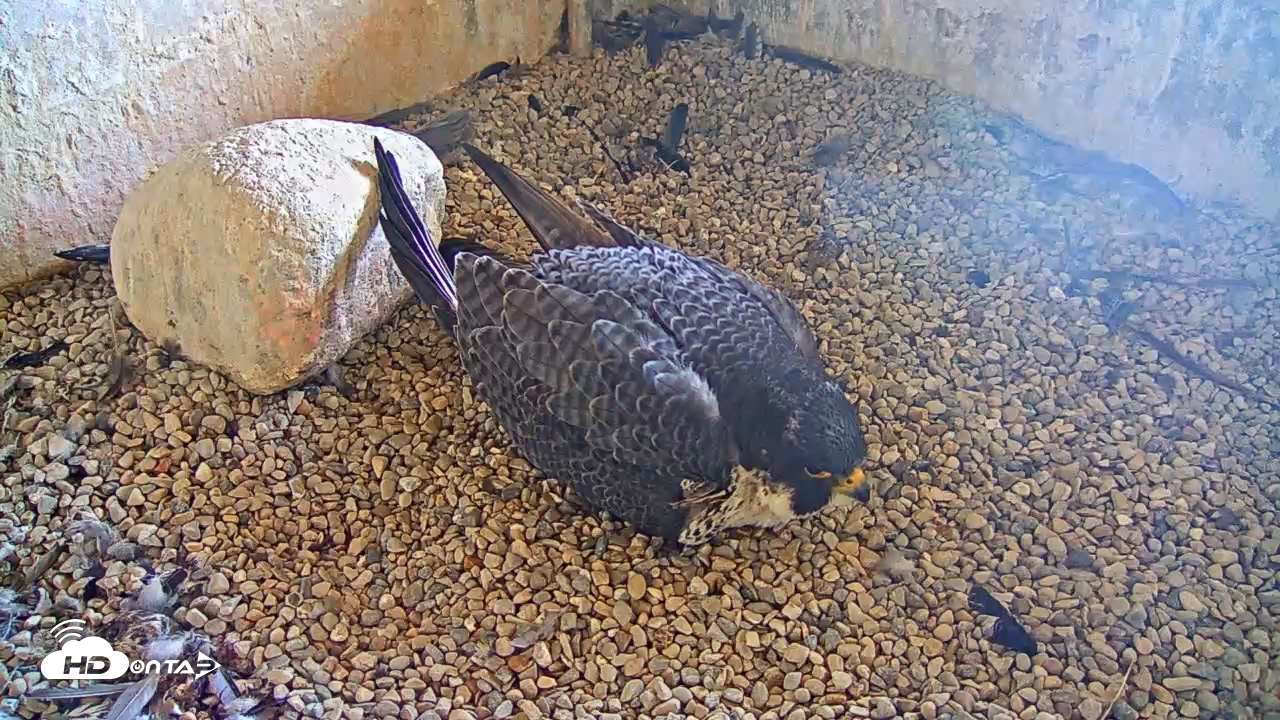 Snapshot of Briess Falcons Live Nest Cam taken Apr 22, 2026, 8:11am CDT