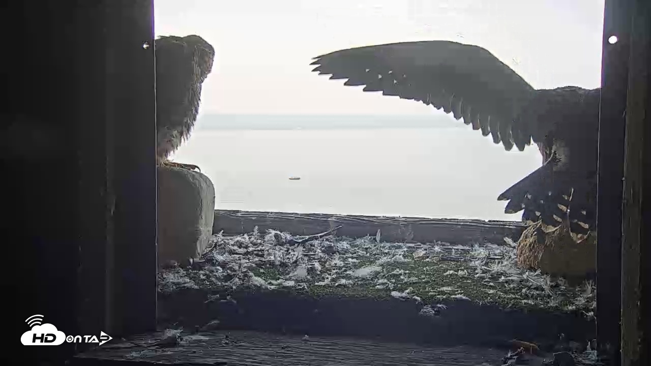 Snapshot of Briess Falcon Cam taken Jun 9, 2025, 6:09am CDT