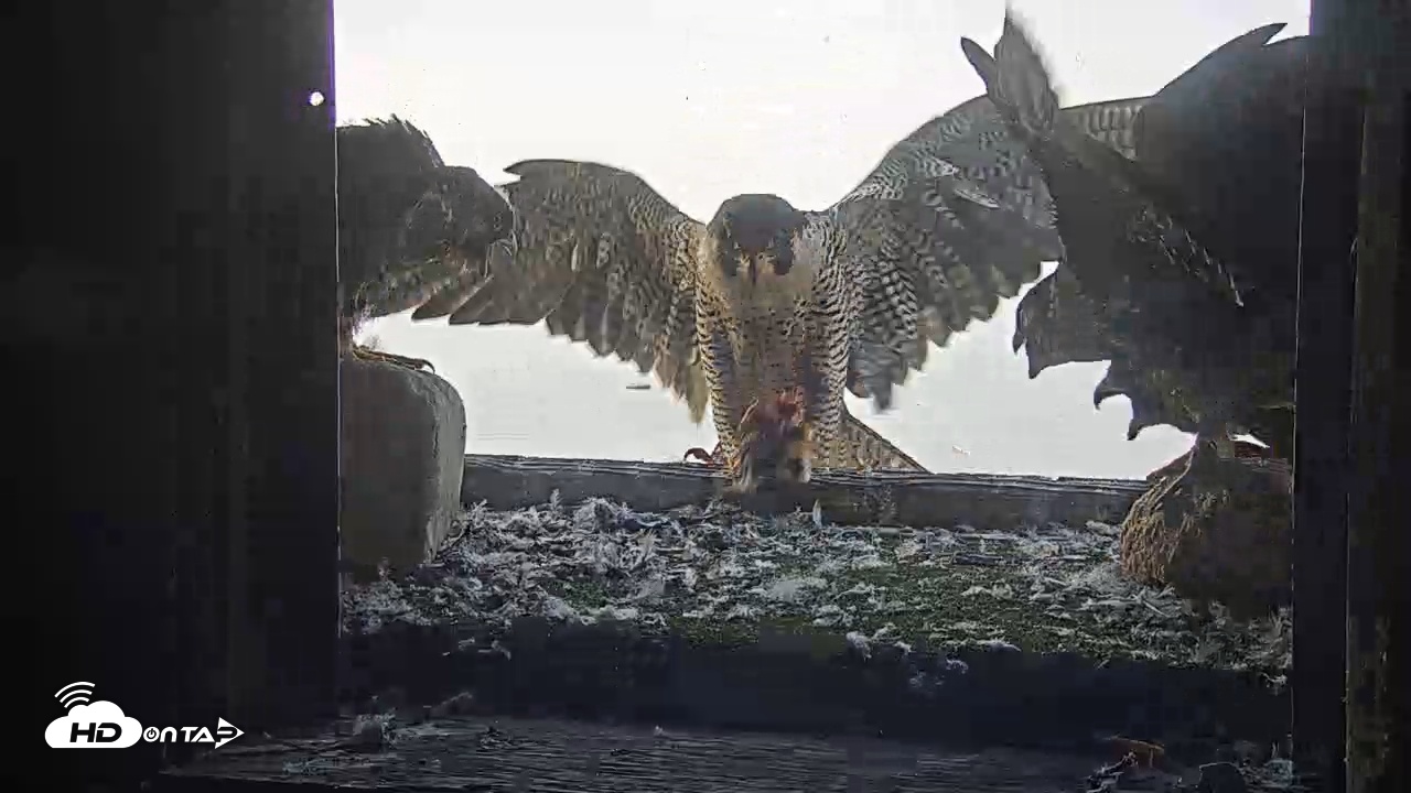 Snapshot of Briess Falcon Cam taken Jun 9, 2025, 6:09am CDT