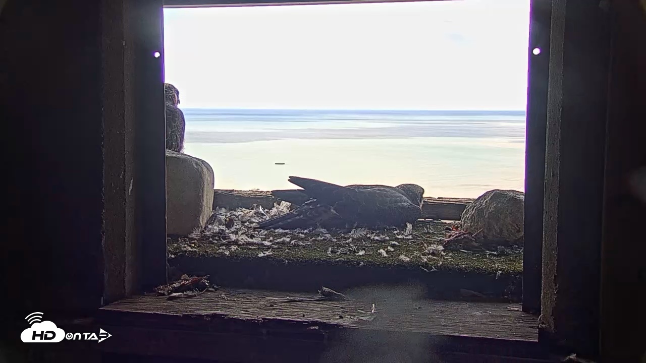 Snapshot of Briess Falcons Live Nest Cam taken Jun 18, 2026, 10:18am CDT