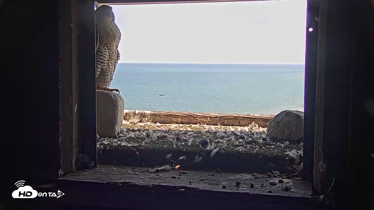 Snapshot of Briess Falcons Live Nest Cam taken Jul 23, 2026, 2:07pm CDT