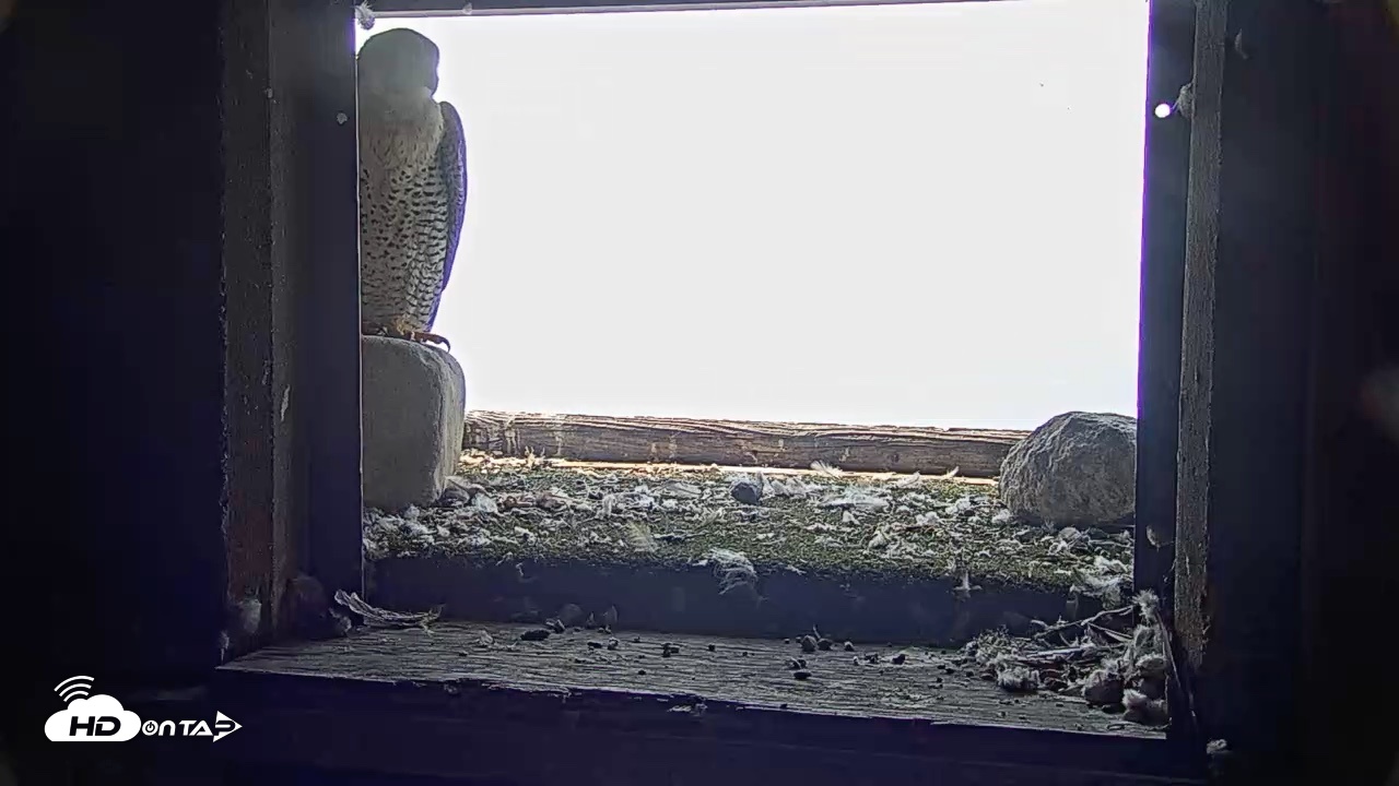 Snapshot of Briess Falcons Live Nest Cam taken Jul 17, 2026, 11:04am CDT