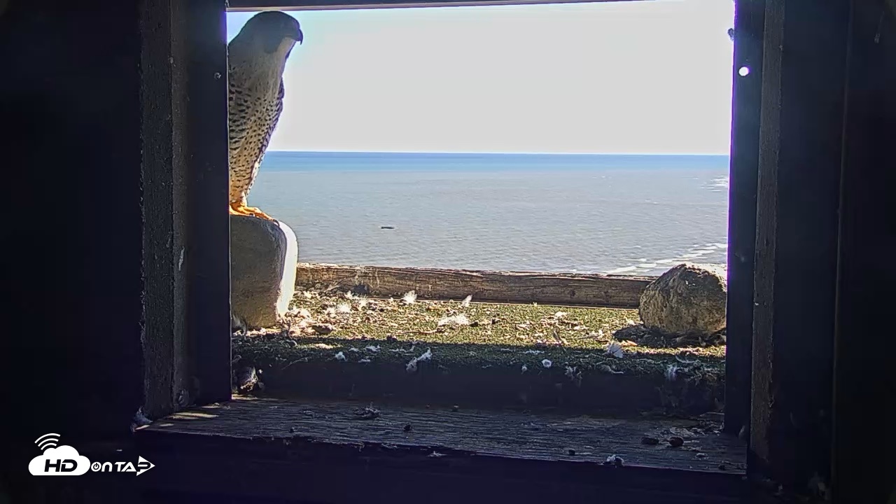 Snapshot of Briess Falcons Live Nest Cam taken Sep 23, 2026, 2:25pm CDT