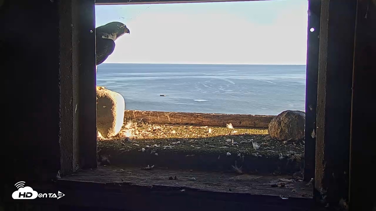 Snapshot of Briess Falcons Live Nest Cam taken Oct 2, 2026, 4:53pm CDT