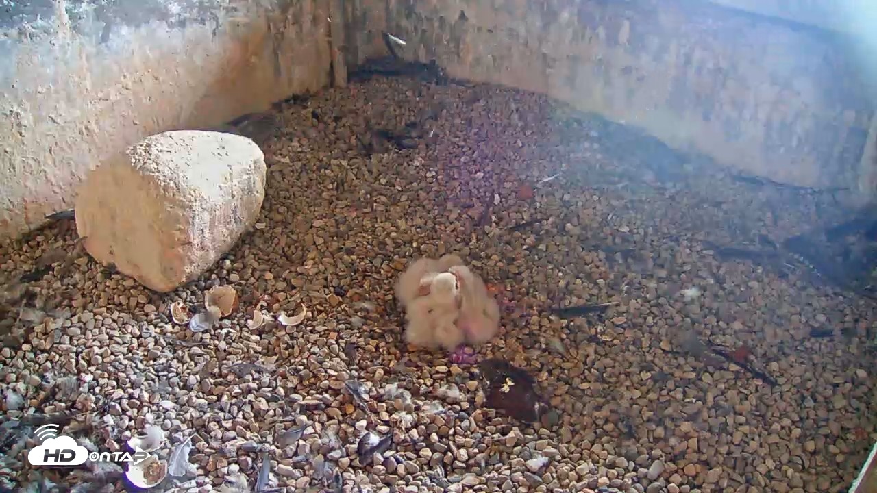 Snapshot of Briess Falcons Live Nest Cam taken May 7, 2026, 6:51am CDT