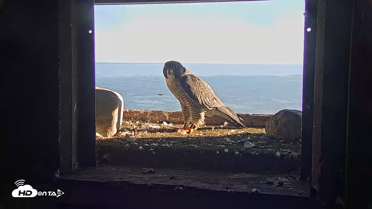 Snapshot of Briess Falcons Live Nest Cam taken Sep 25, 2026, 4:42pm CDT
