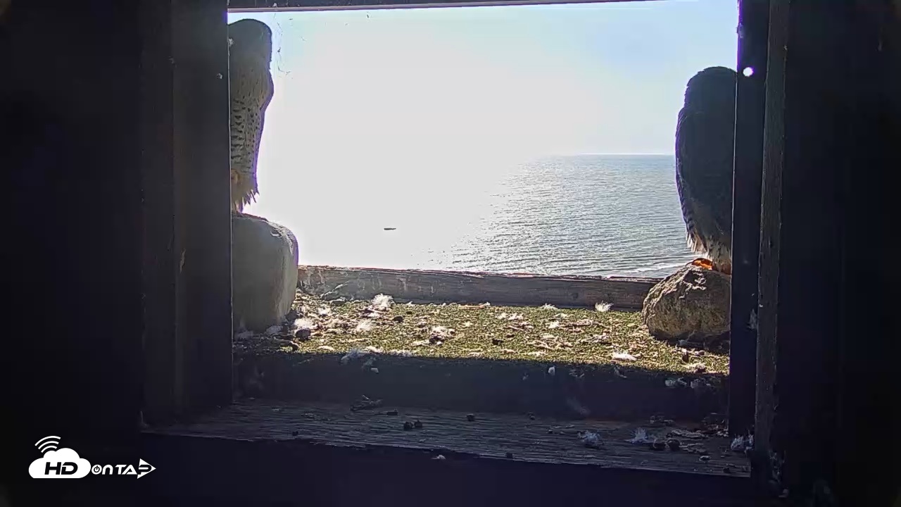 Snapshot of Briess Falcons Live Nest Cam taken Oct 6, 2026, 11:18am CDT