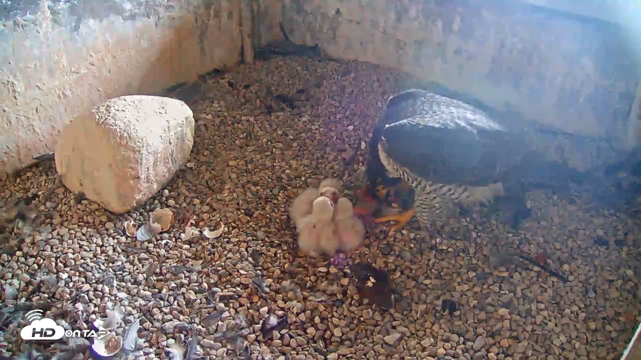 Snapshot of Briess Falcons Live Nest Cam taken May 7, 2026, 6:50am CDT
