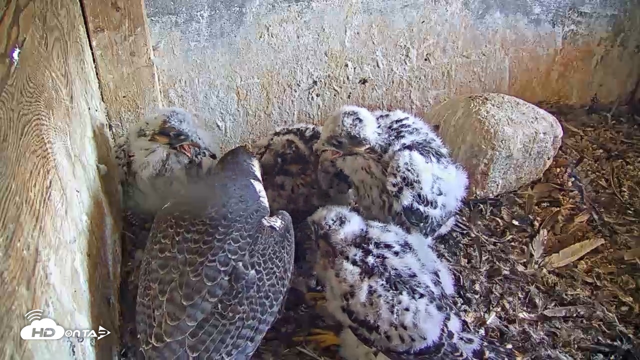 Snapshot of Briess Falcons Live Nest Cam taken Jun 2, 2026, 11:21am CDT