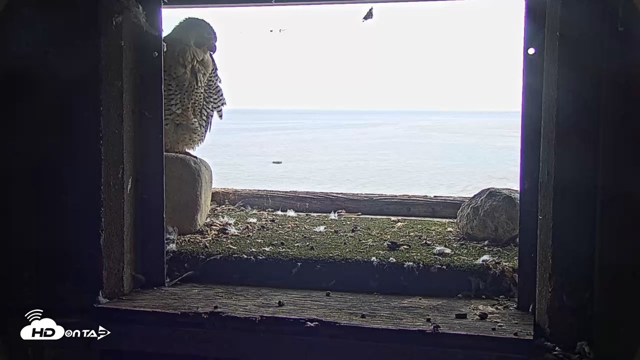 Snapshot of Briess Falcons Live Nest Cam taken Sep 18, 2026, 11:20am CDT
