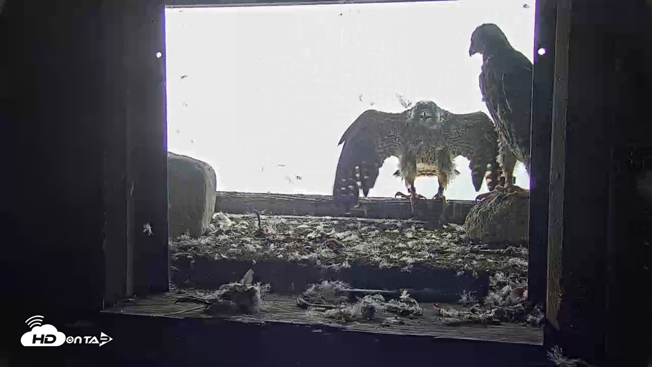 Snapshot of Briess Falcons Live Nest Cam taken Jun 9, 2026, 11:05am CDT
