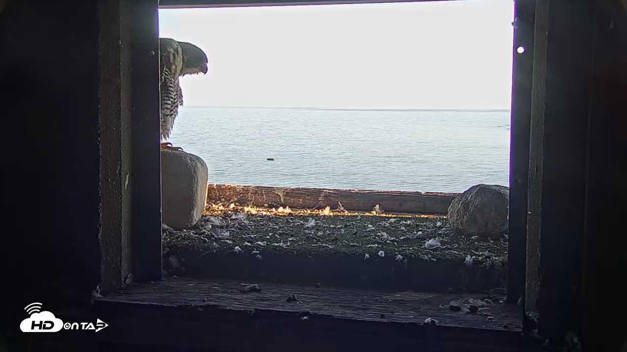 Snapshot of Briess Falcons Live Nest Cam taken Sep 25, 2026, 5:53pm CDT