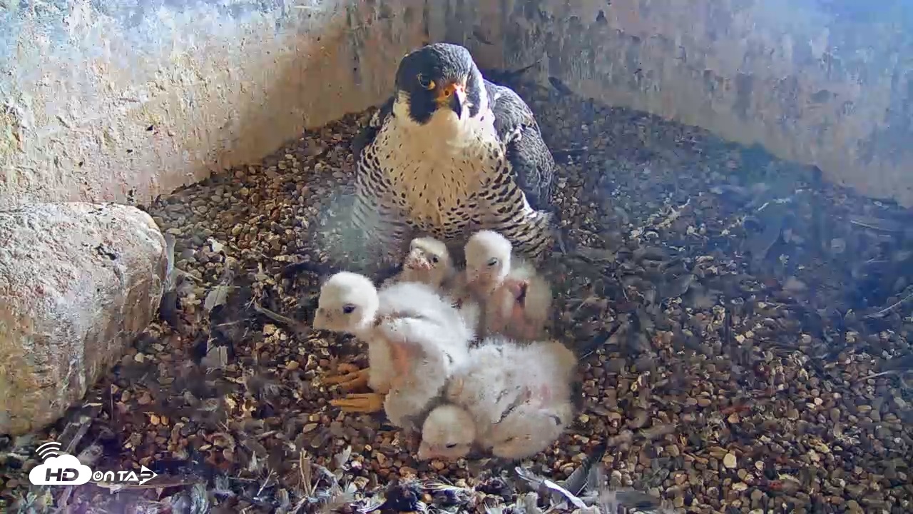 Snapshot of Briess Falcon Cam taken May 14, 2025, 7:02am CDT